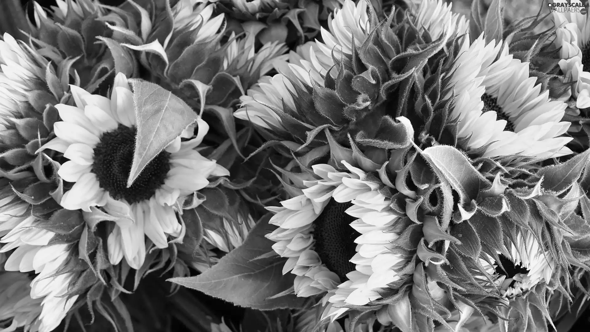 Leaf, developed, Nice sunflowers