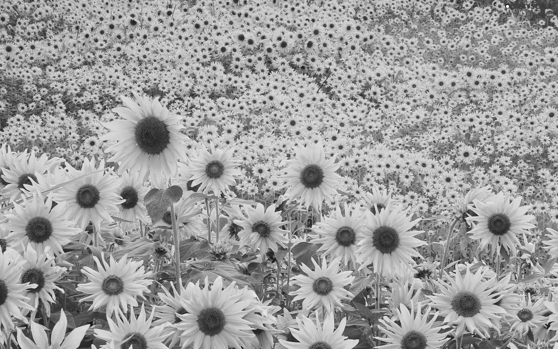Meadow, sunflowers