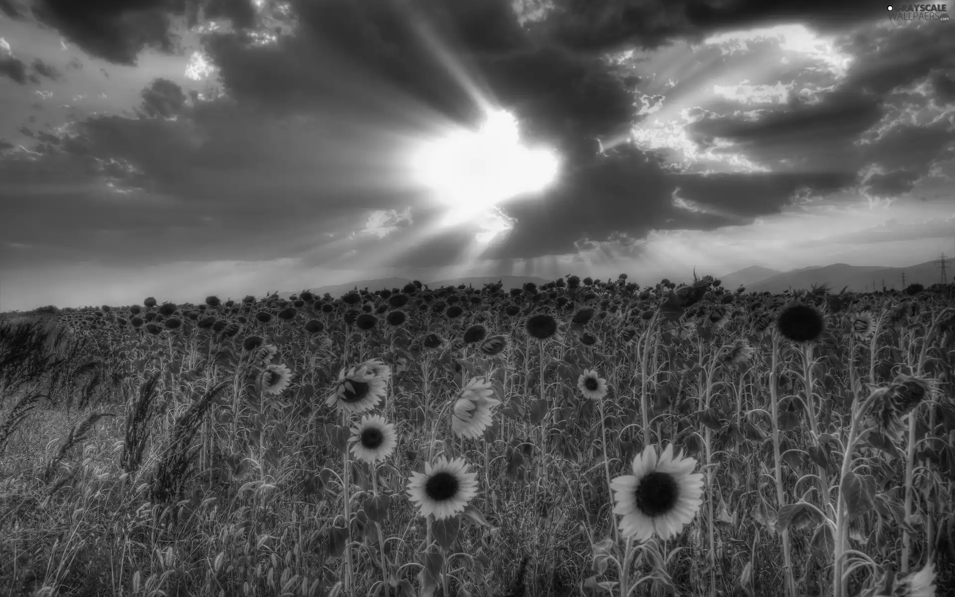 Field, Nice sunflowers