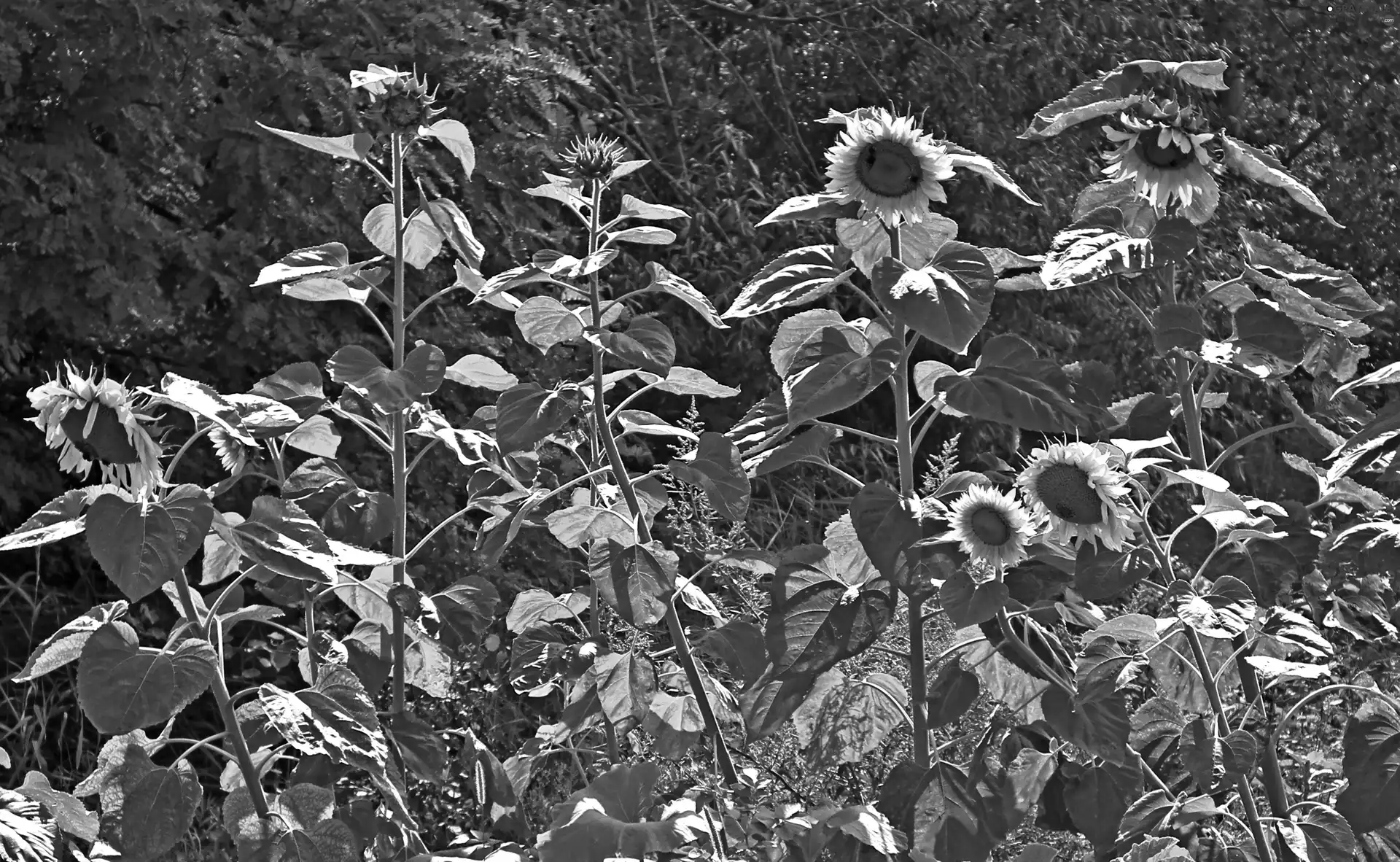 Flowers, Nice sunflowers