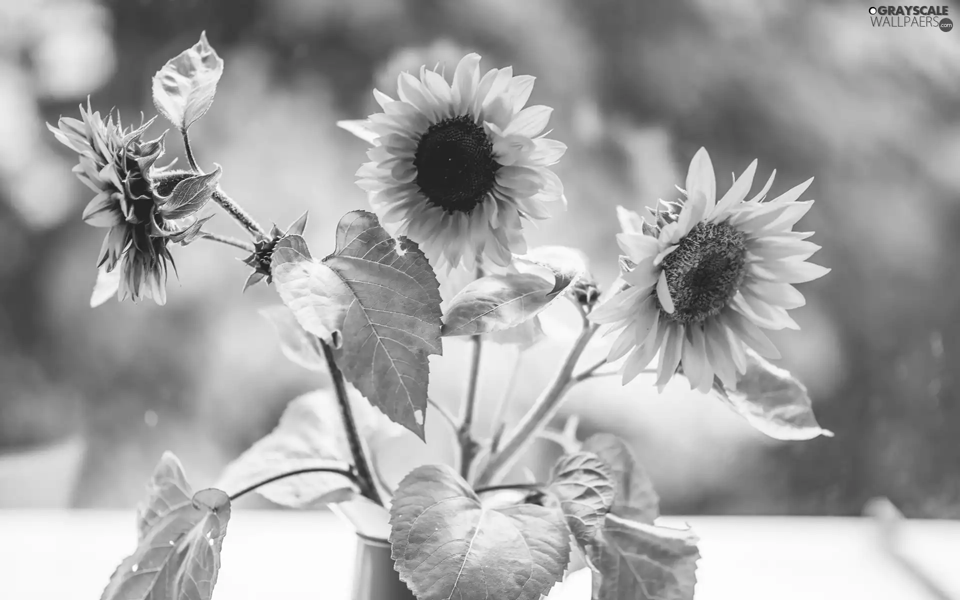 ornamental, Nice sunflowers