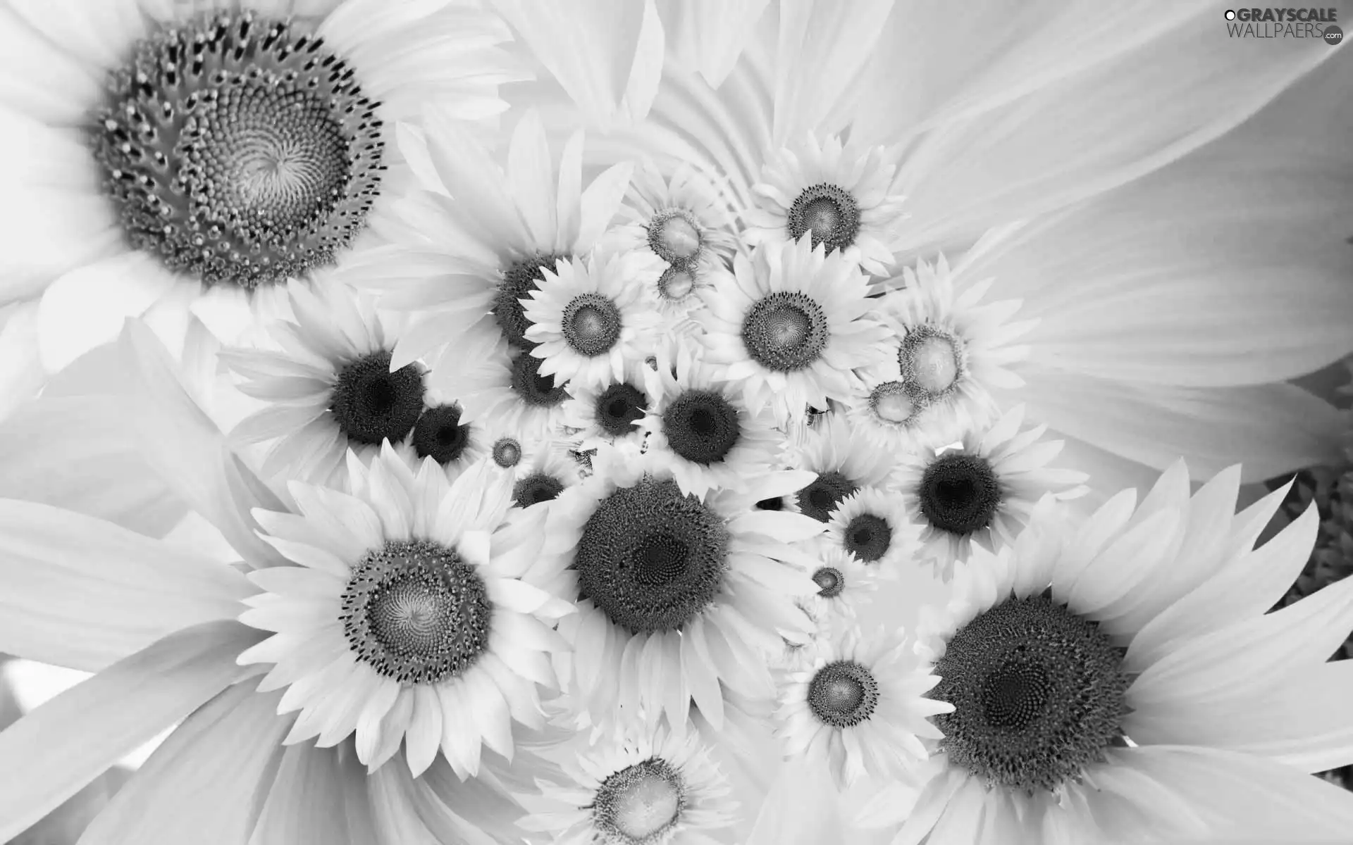 Yellow, Nice sunflowers