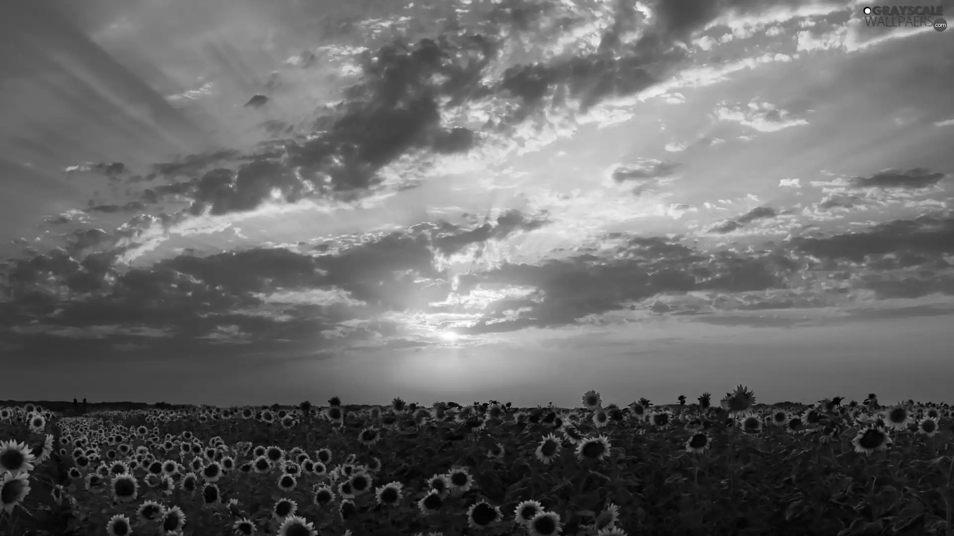 west, Field, sunflowers, sun