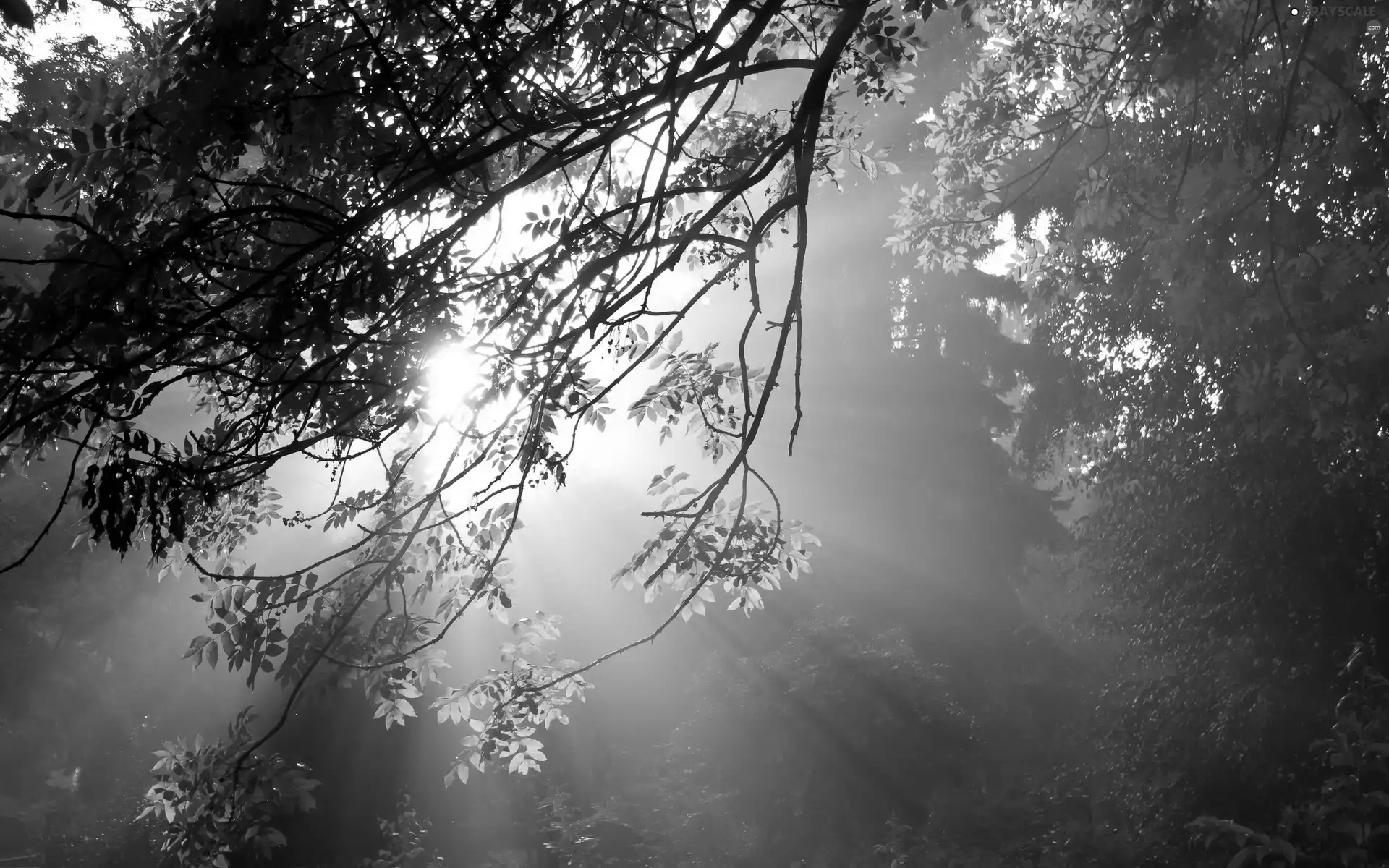 viewes, forest, sunny, autumn, rays, trees