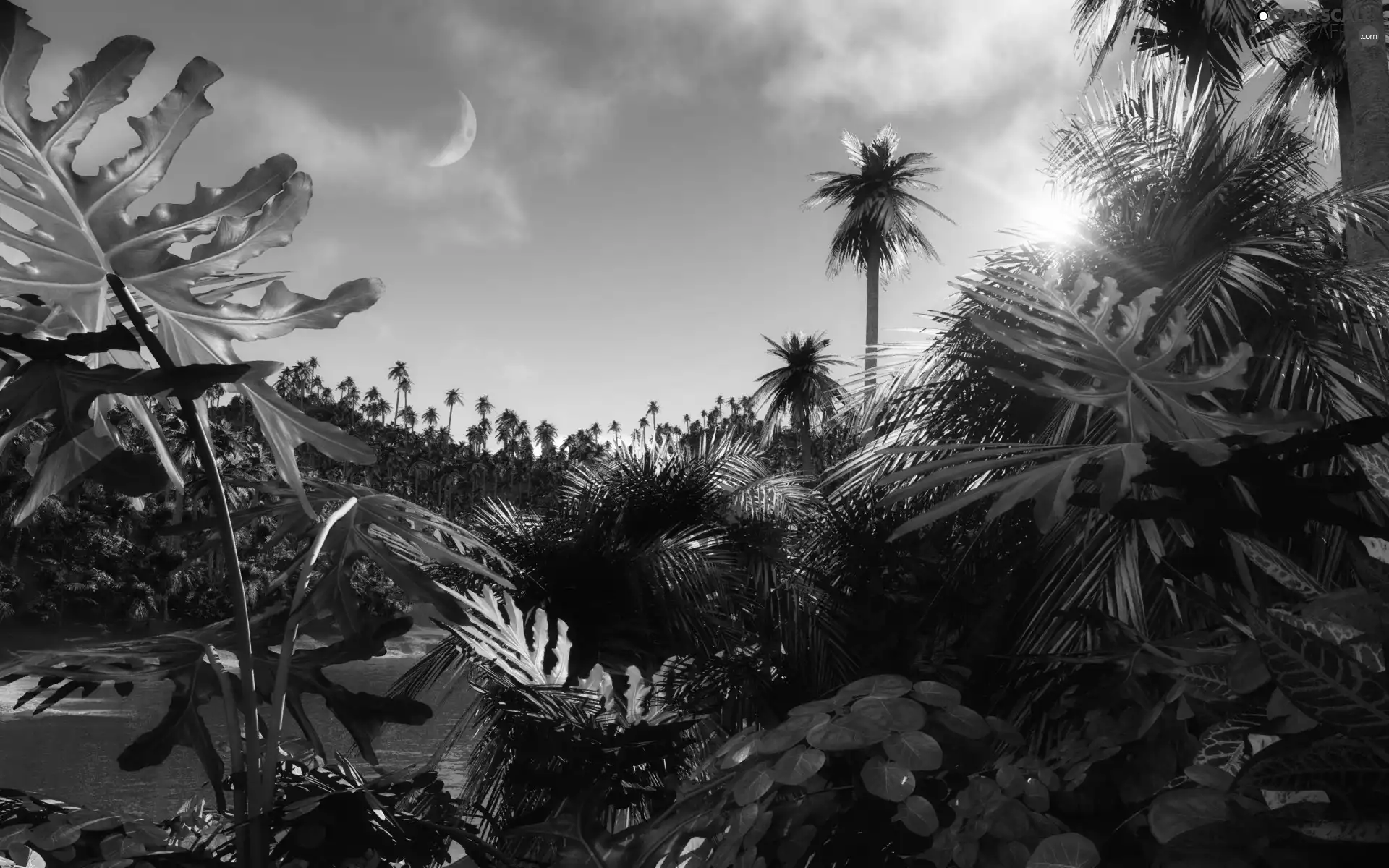 india, rays, sunny, jungle