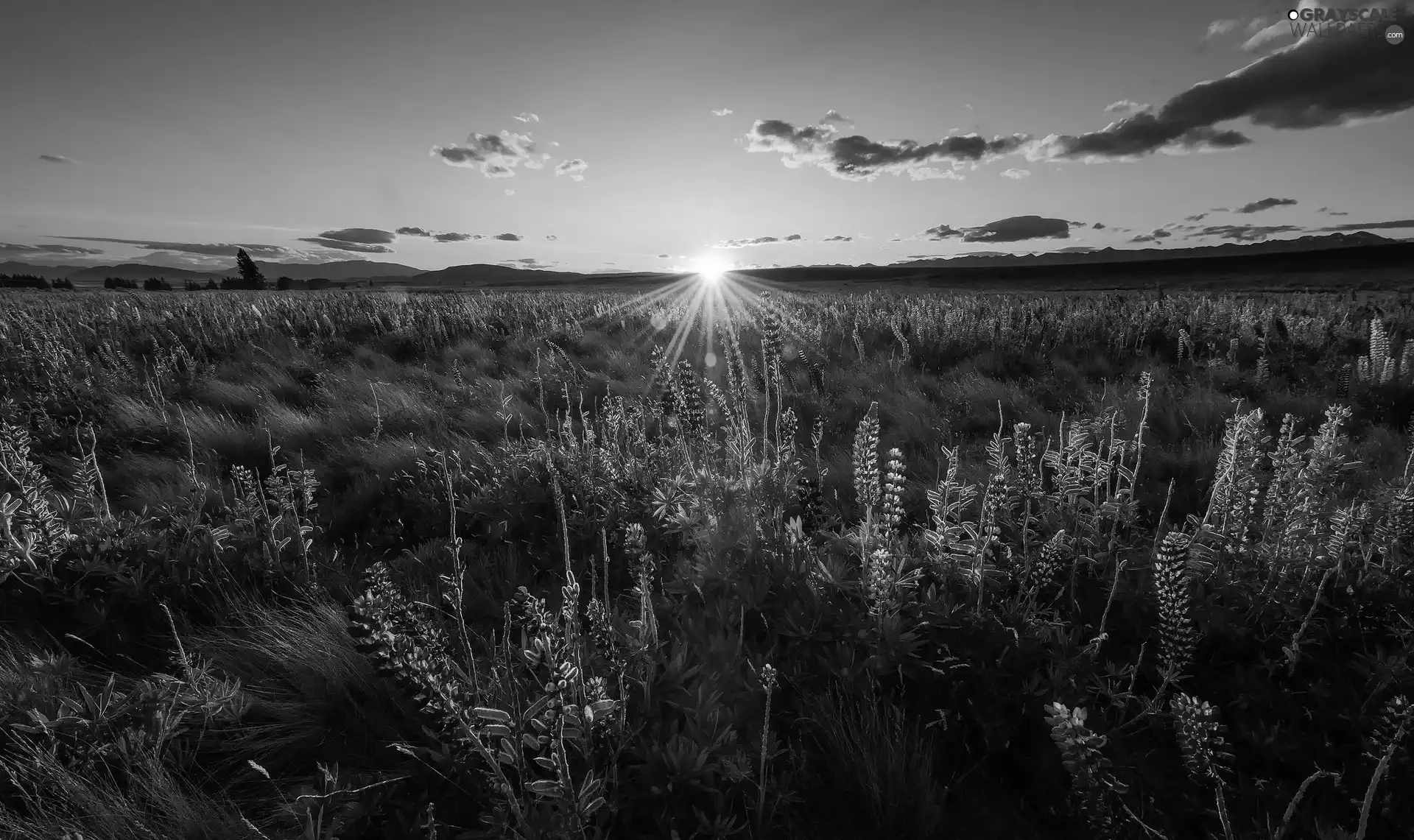 Sunrise, clouds, Flowers, lupine, Meadow