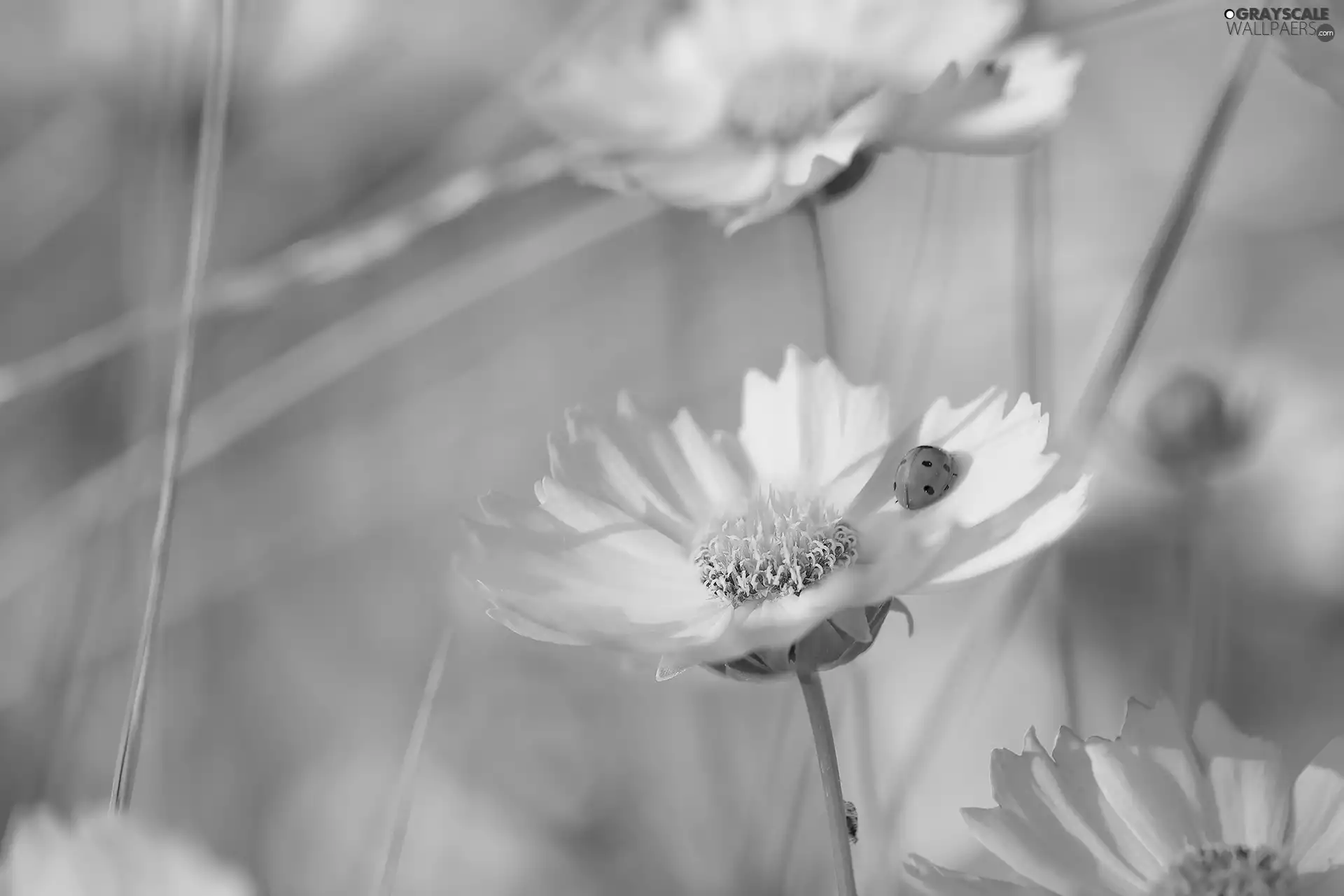 Early Sunrise, Flowers, ladybird, Yellow