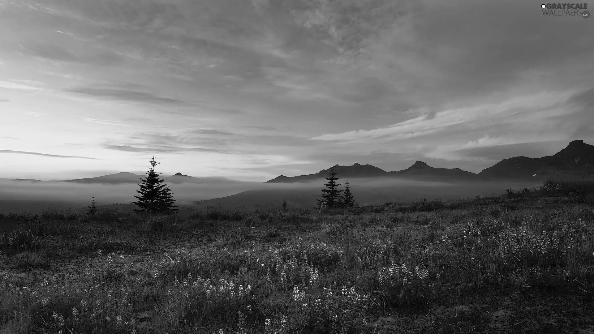 Fog, The Hills, Sunrise, clouds, Flowers, Meadow