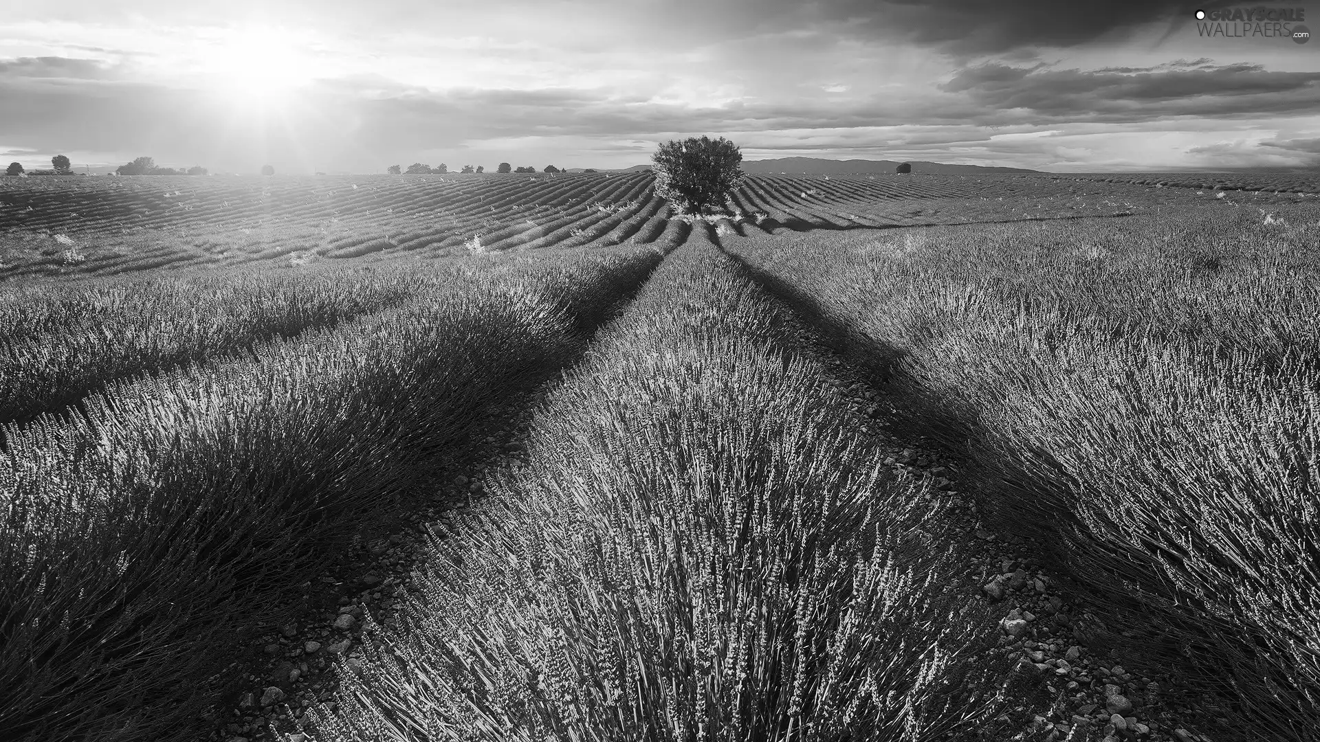 trees, Field, clouds, Sunrise, viewes, lavender