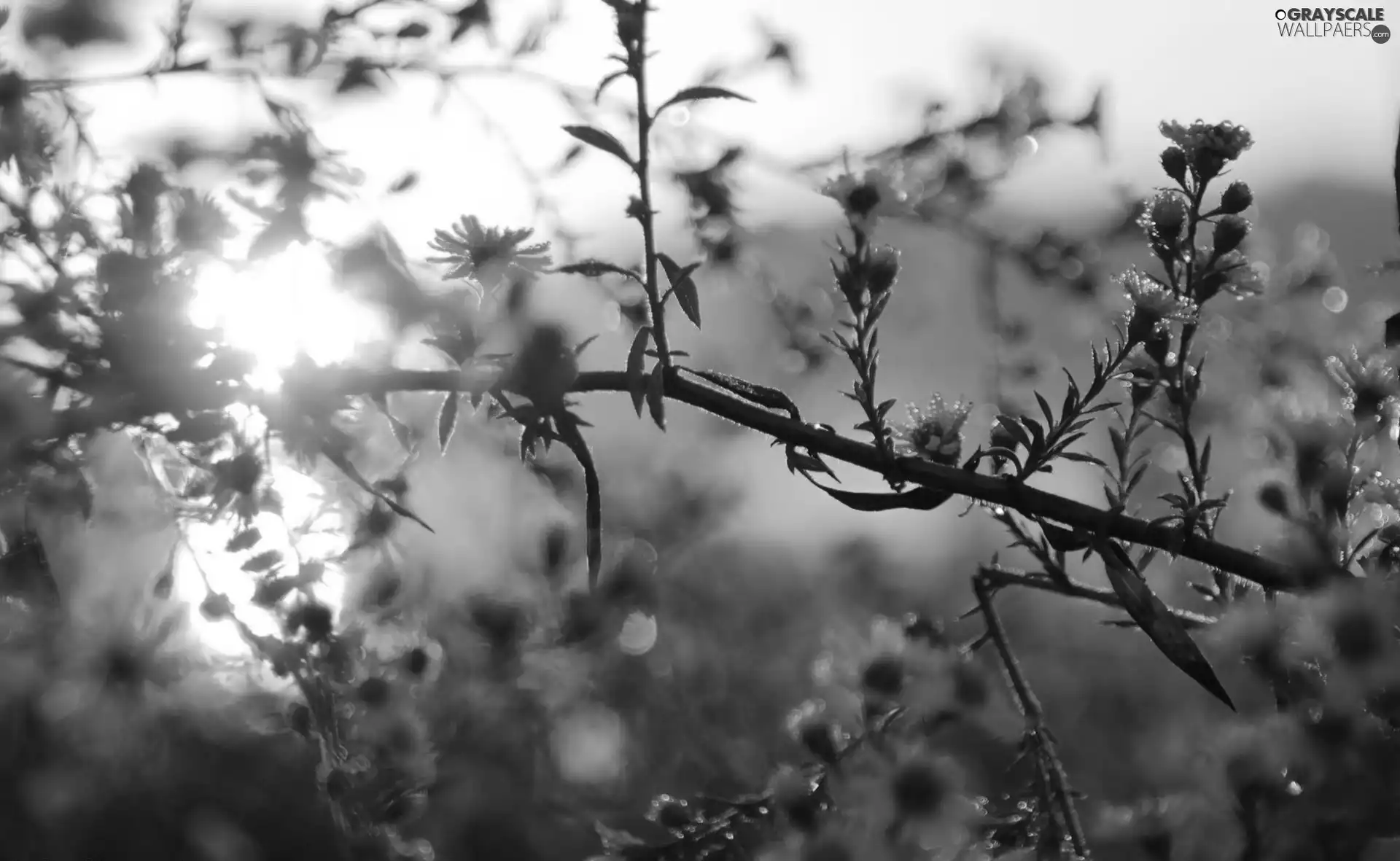 Plants, Sunrise