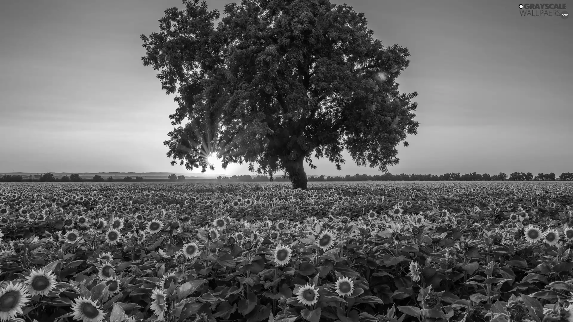 Field, Sunrise, trees, Nice sunflowers