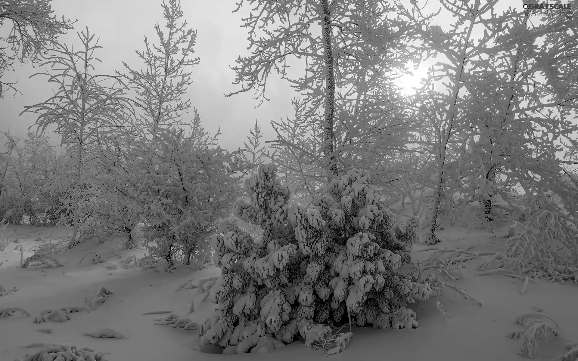Bush, Sunrise, trees, viewes, winter