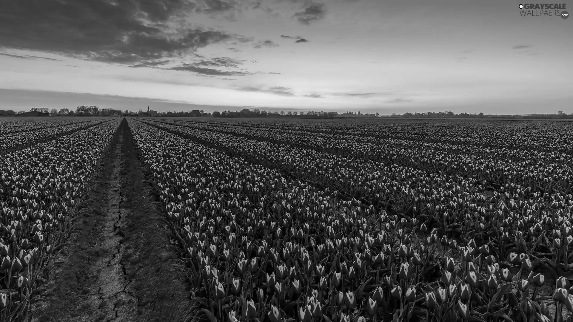 plantation, Field, viewes, Sunrise, trees, Tulips