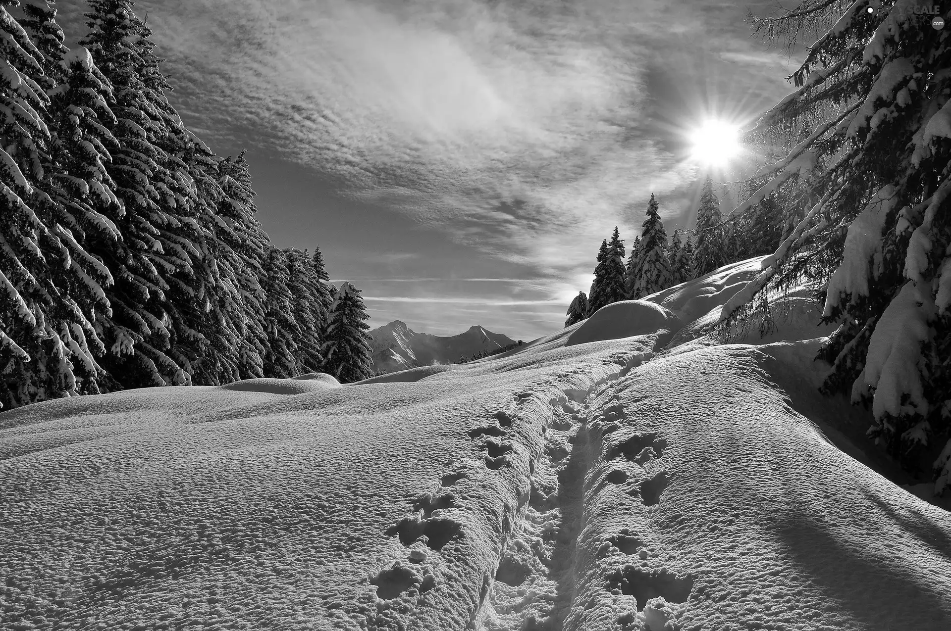 Sunrise, forest, winter