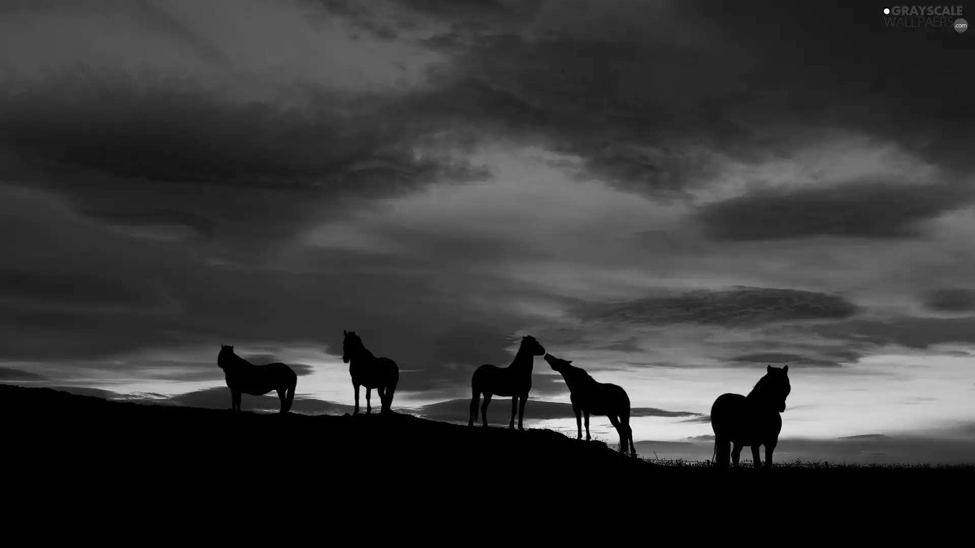 bloodstock, Sunset