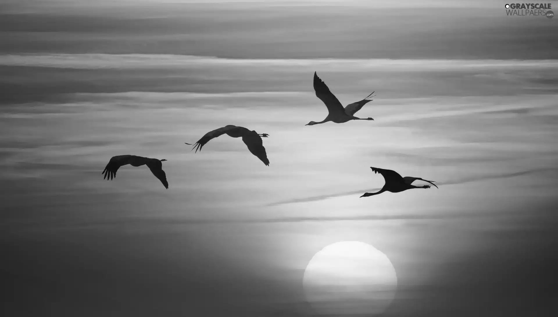 birds, graphics, Great Sunsets