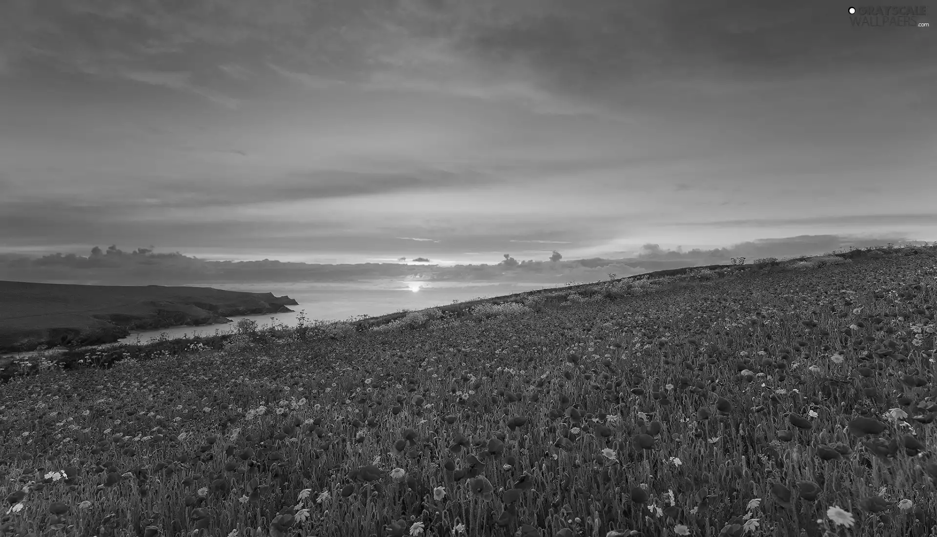 Great Sunsets, Flowers, papavers, Meadow