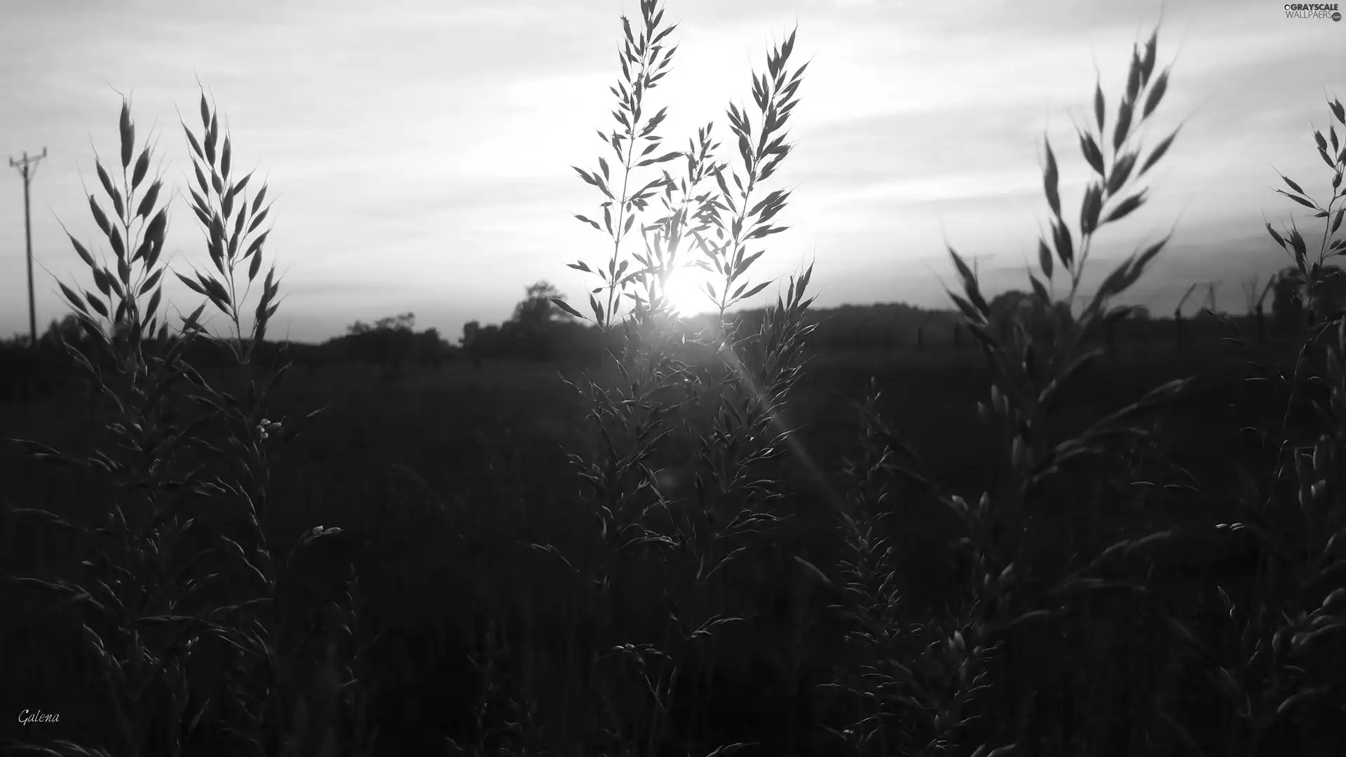 grass, Great Sunsets