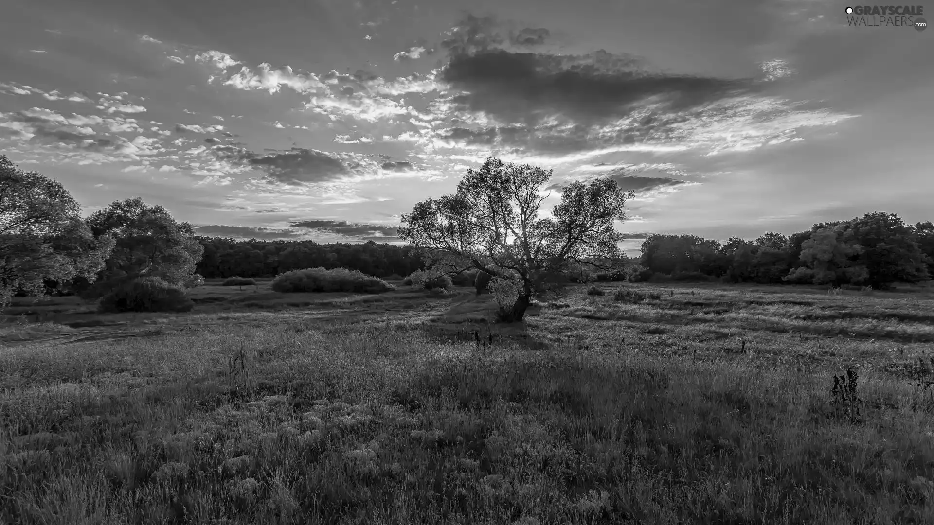 trees, Meadow, Great Sunsets, clouds, viewes, grass