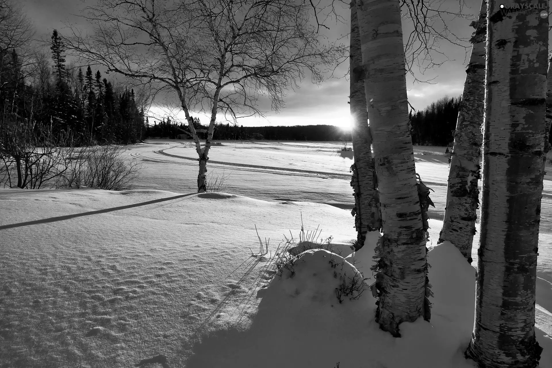 birch, trees, Meadow, viewes, winter, snowy, Great Sunsets
