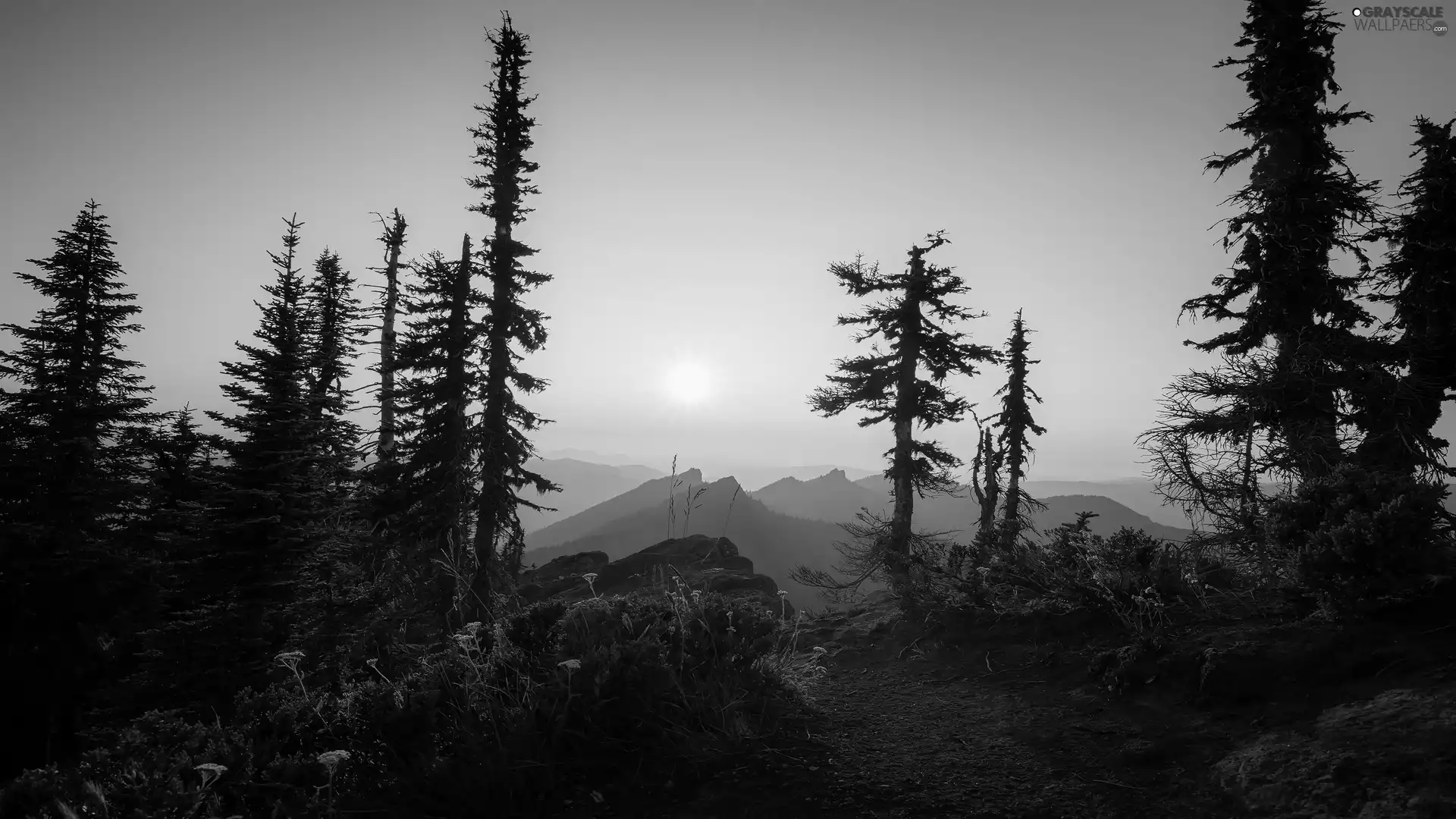 Mountains, viewes, Sky, Plants, trees, Fog, Great Sunsets
