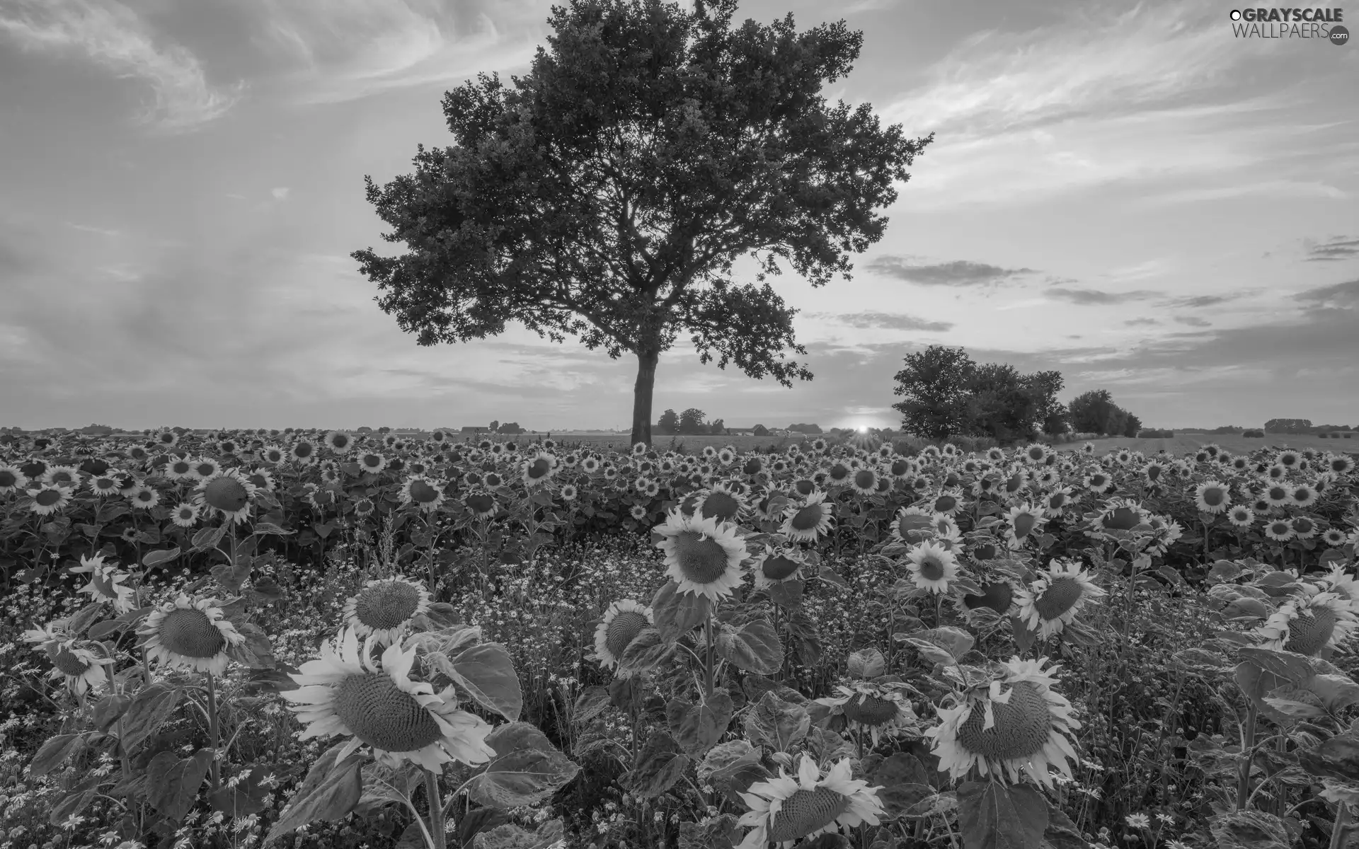 Flowers, Field, Great Sunsets, Nice sunflowers