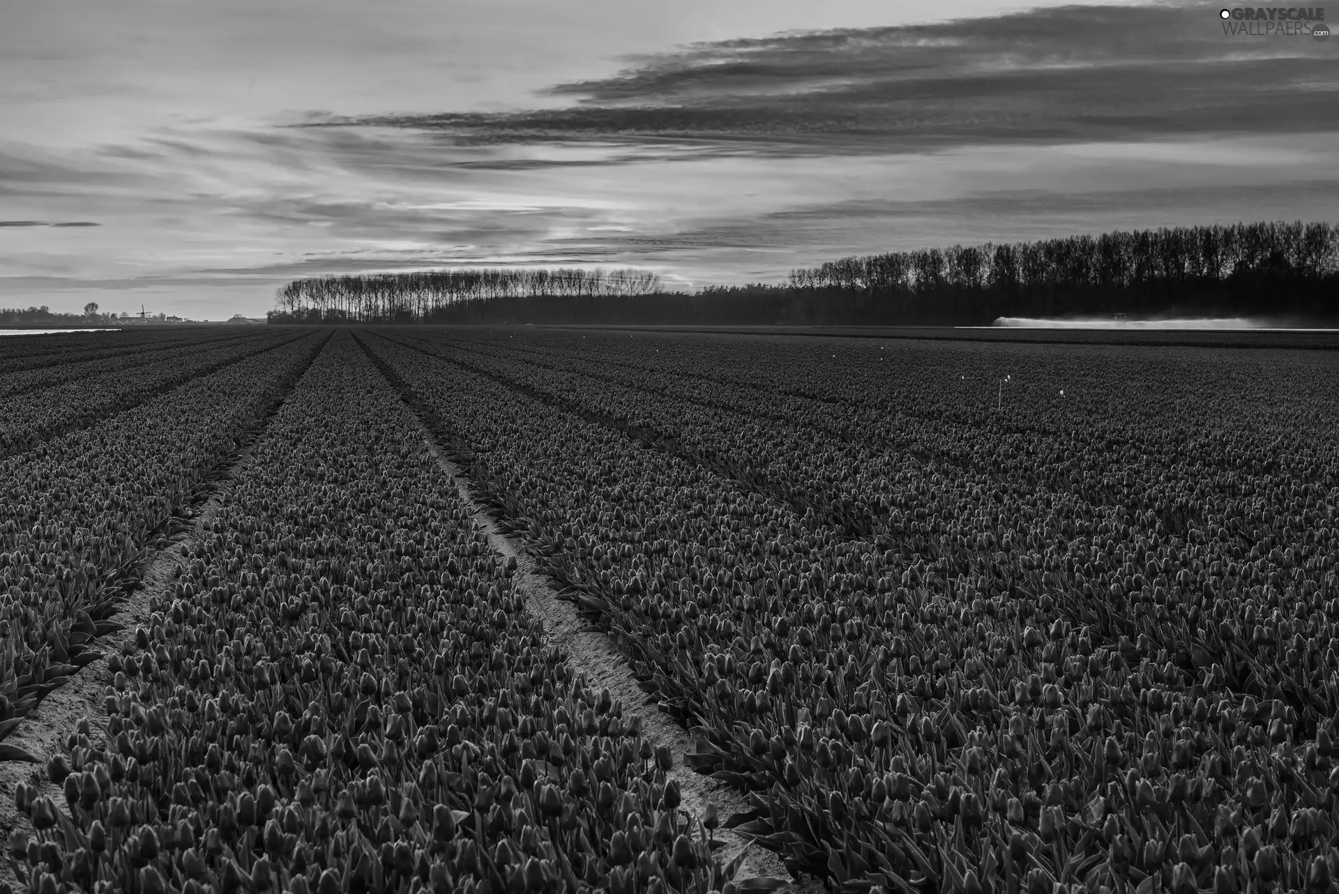 plantation, purple, viewes, Tulips, Field, trees, Great Sunsets