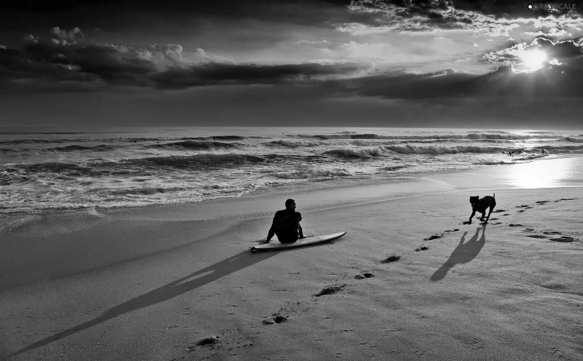 sea, dog, surfer, Beaches