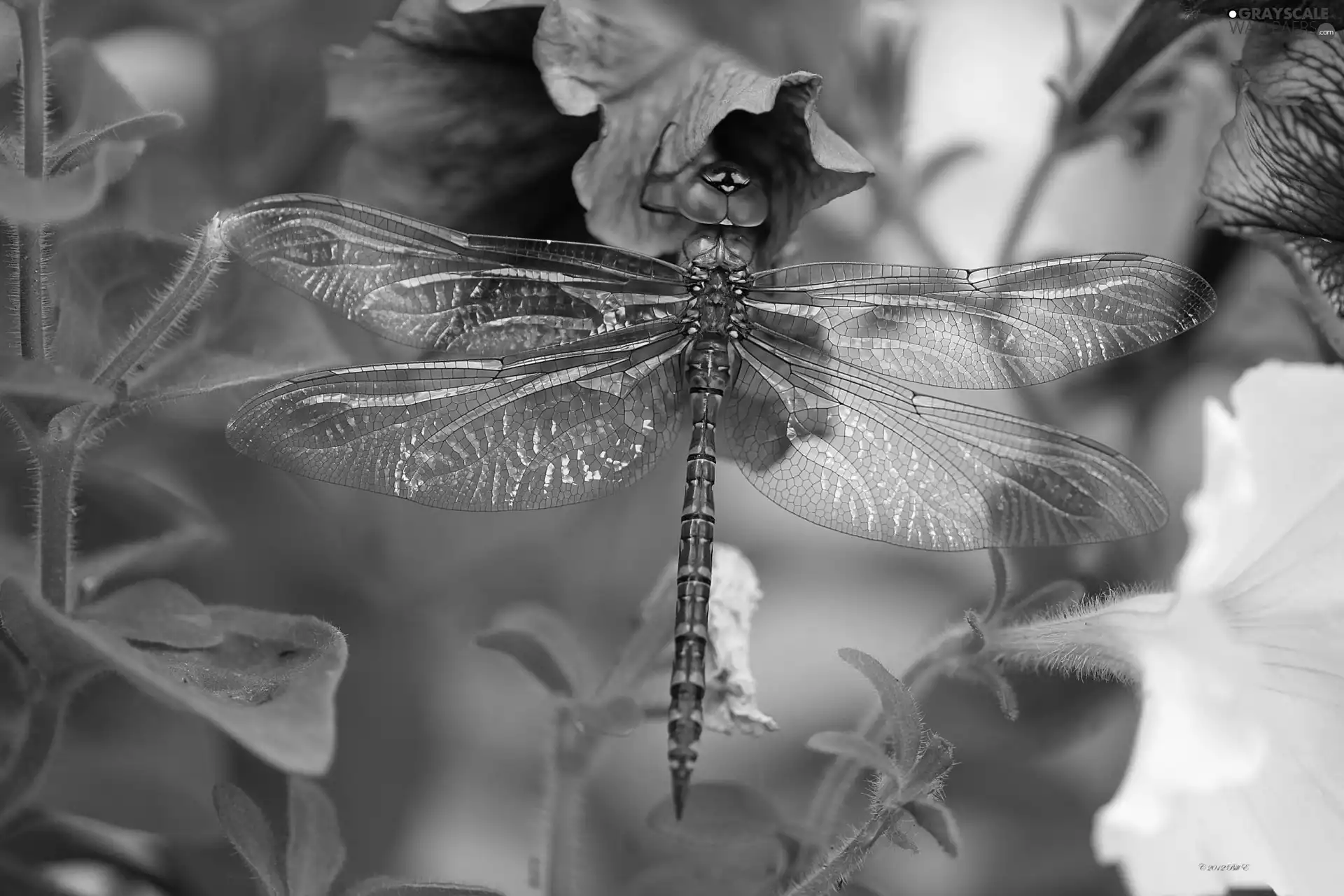 dragon-fly, Flowers, Surfinie