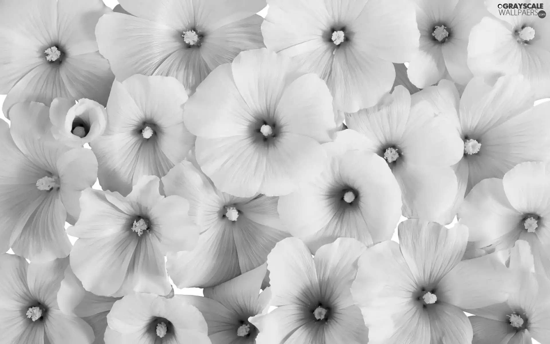 White, Surfinie