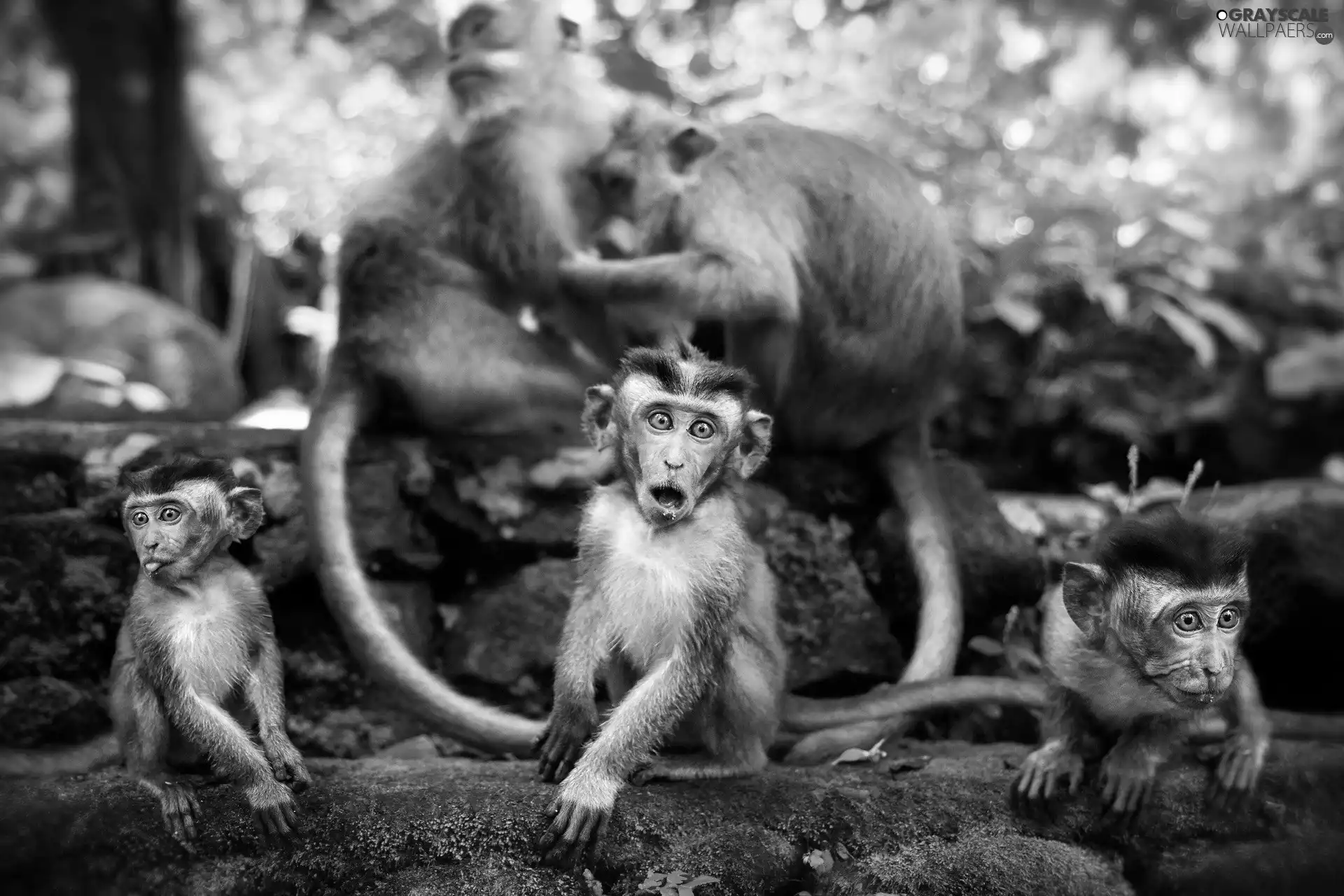 monkeys, surprise