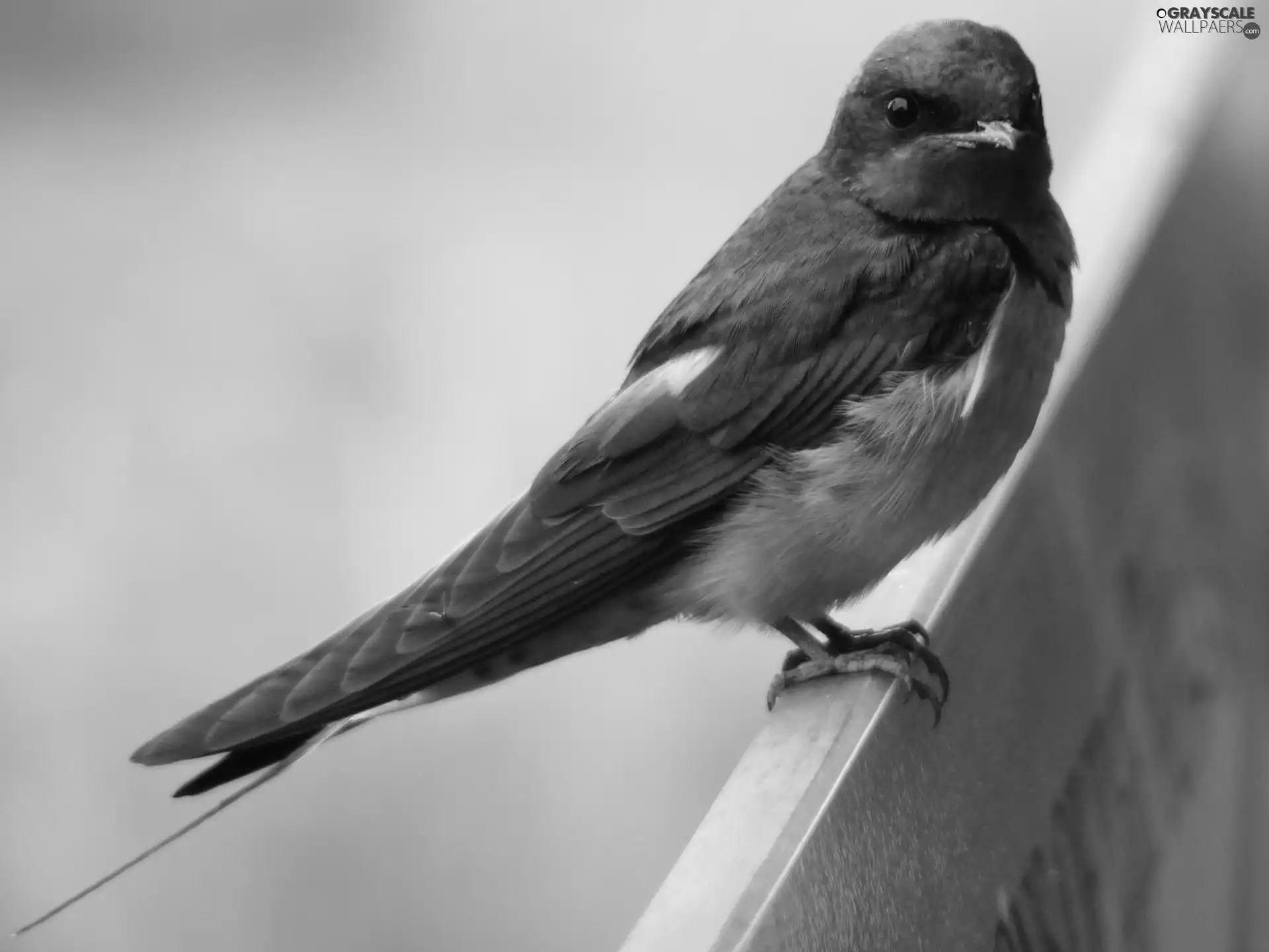 swallow