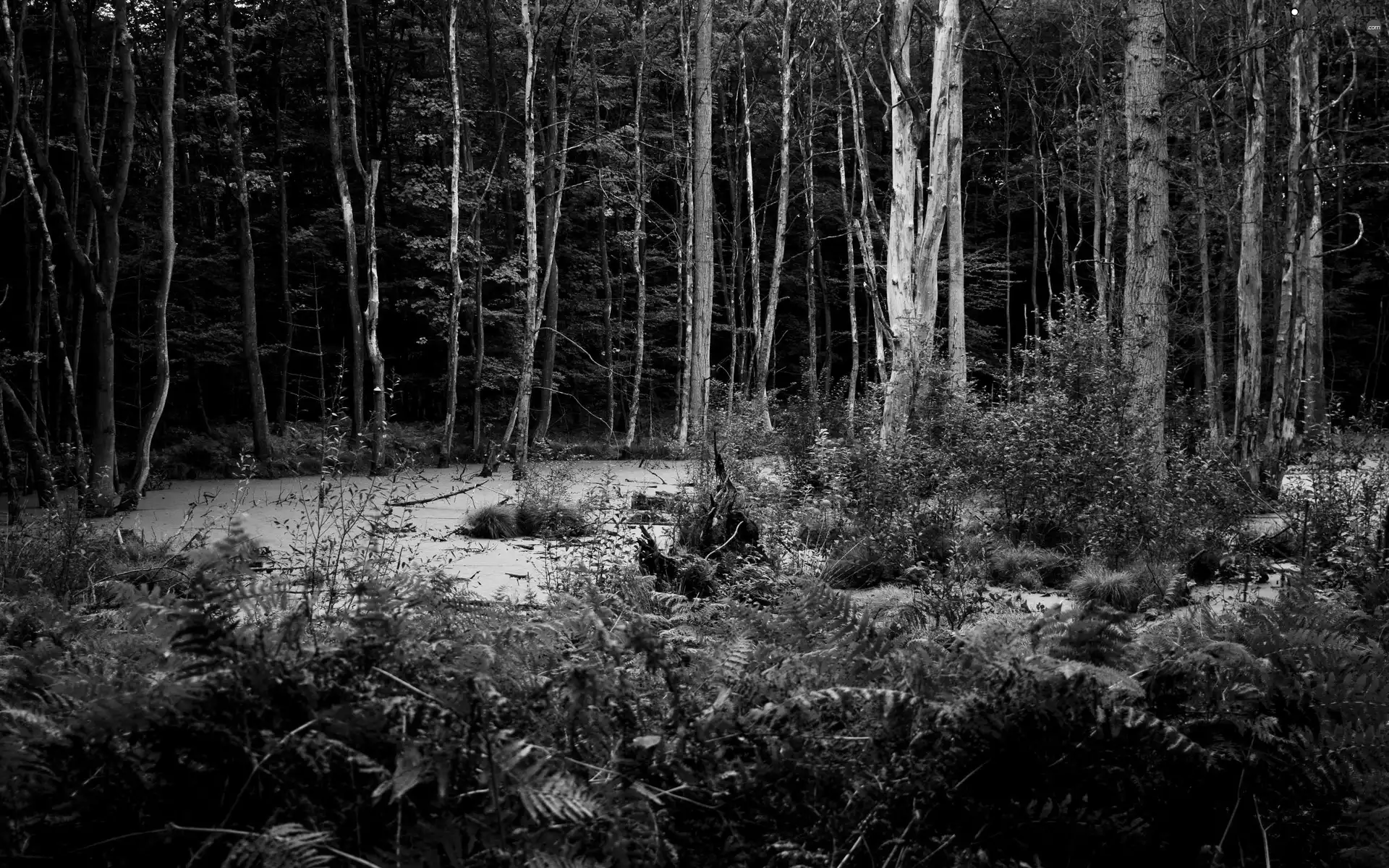 forest, swamp