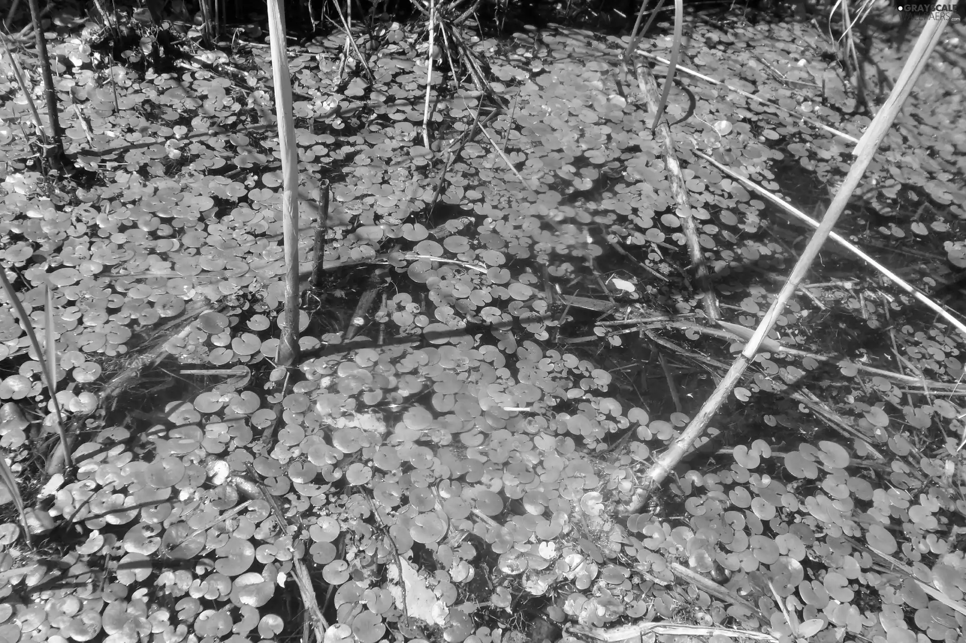 Frogbit, swamp