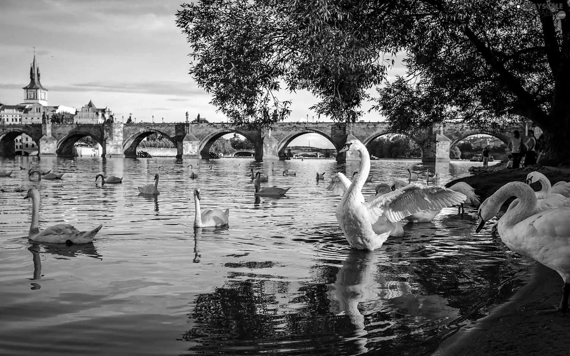 Swan, River, bridge