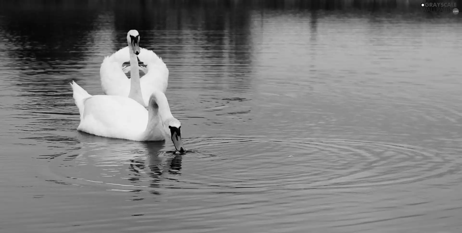 lake, Swan