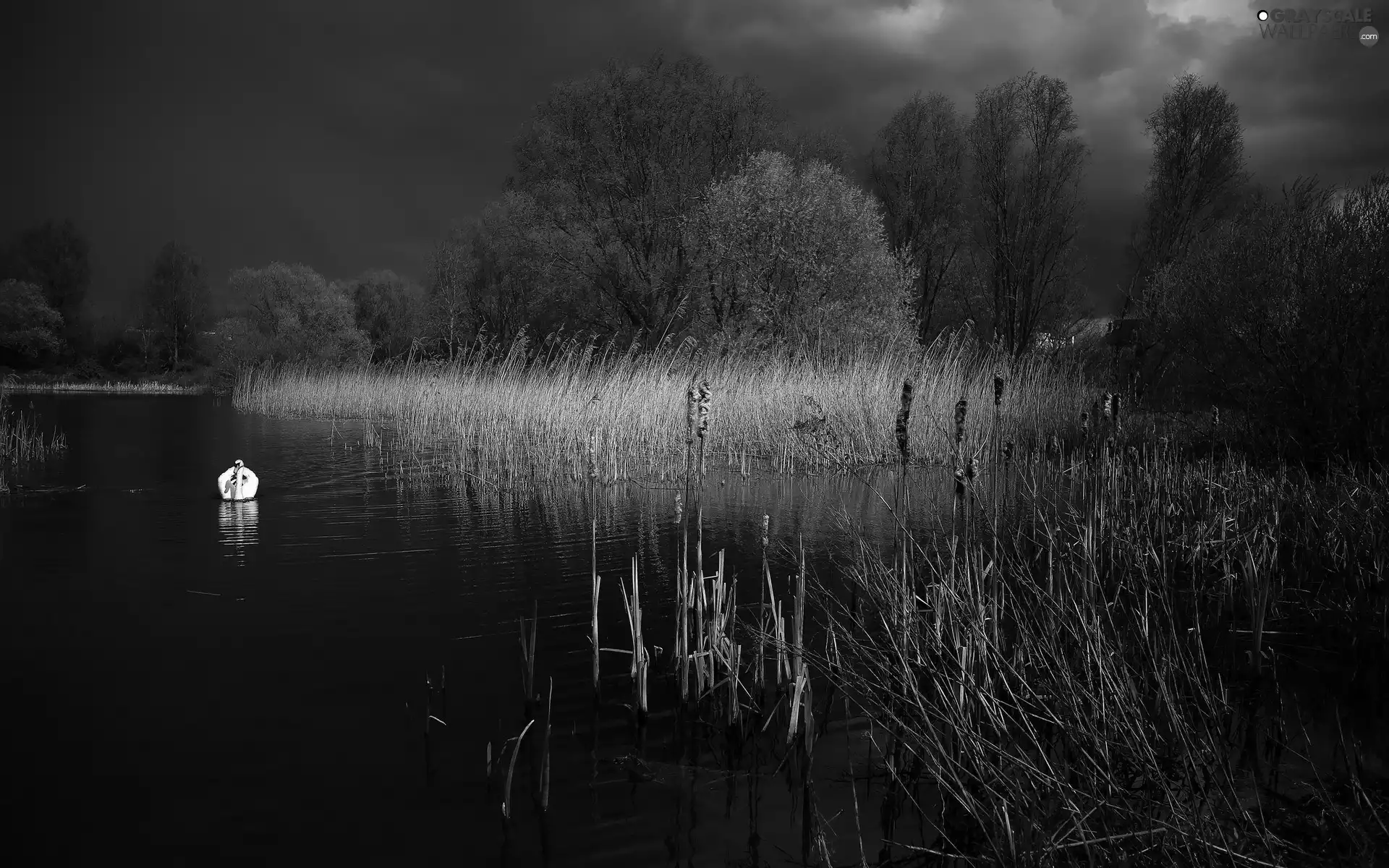 lake, Night, swan, rushes