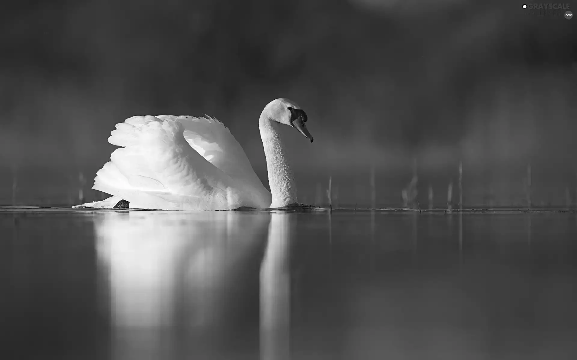 lake, swan