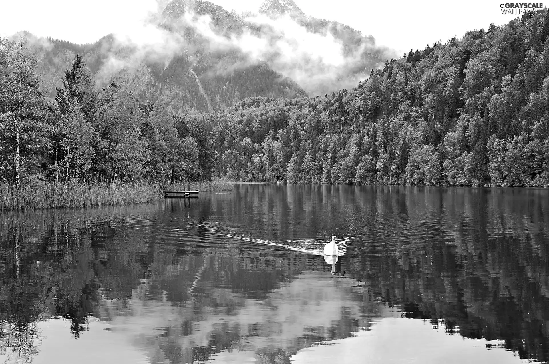 Mountains, lake, swan, woods