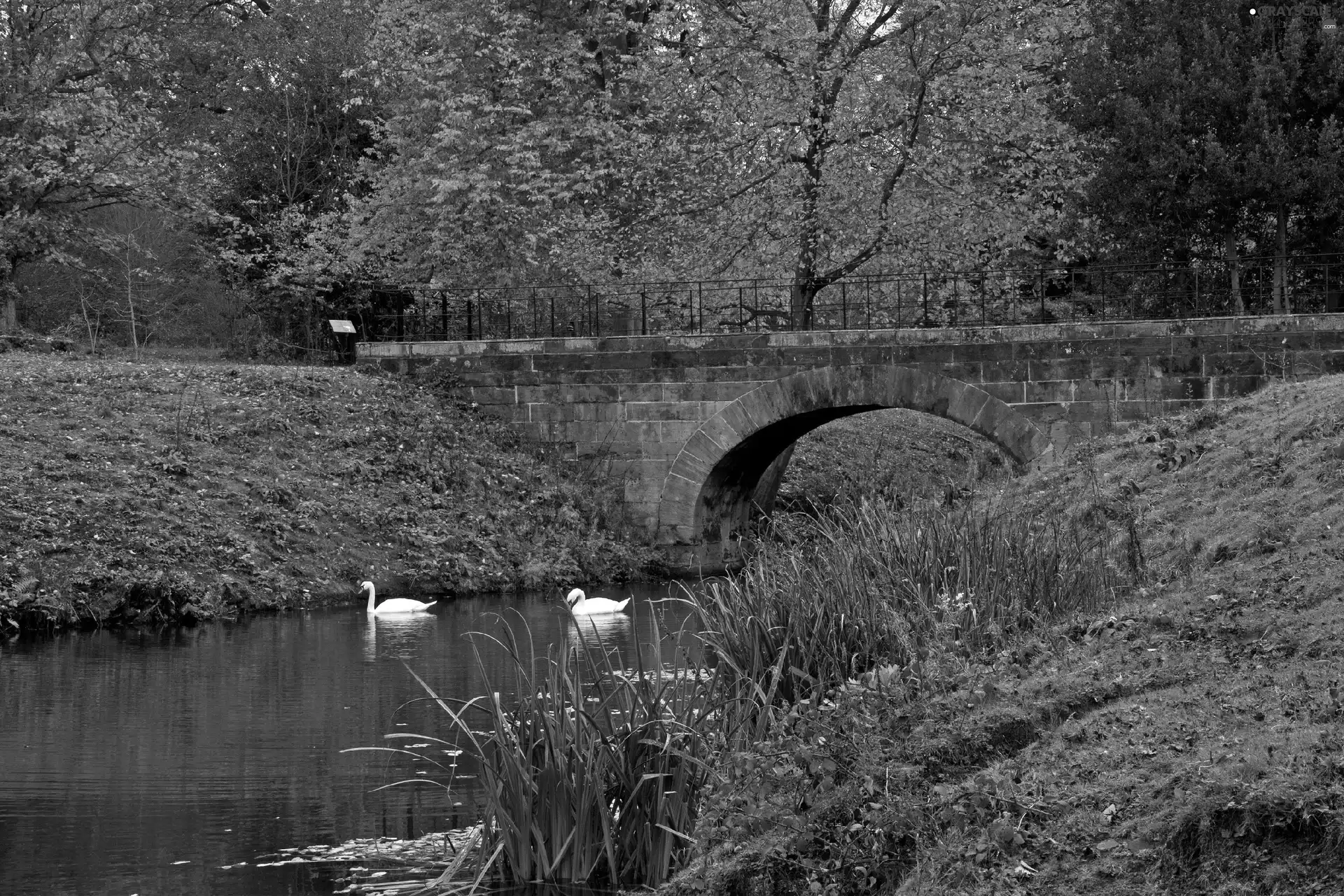 Park, bridge, Swan, River