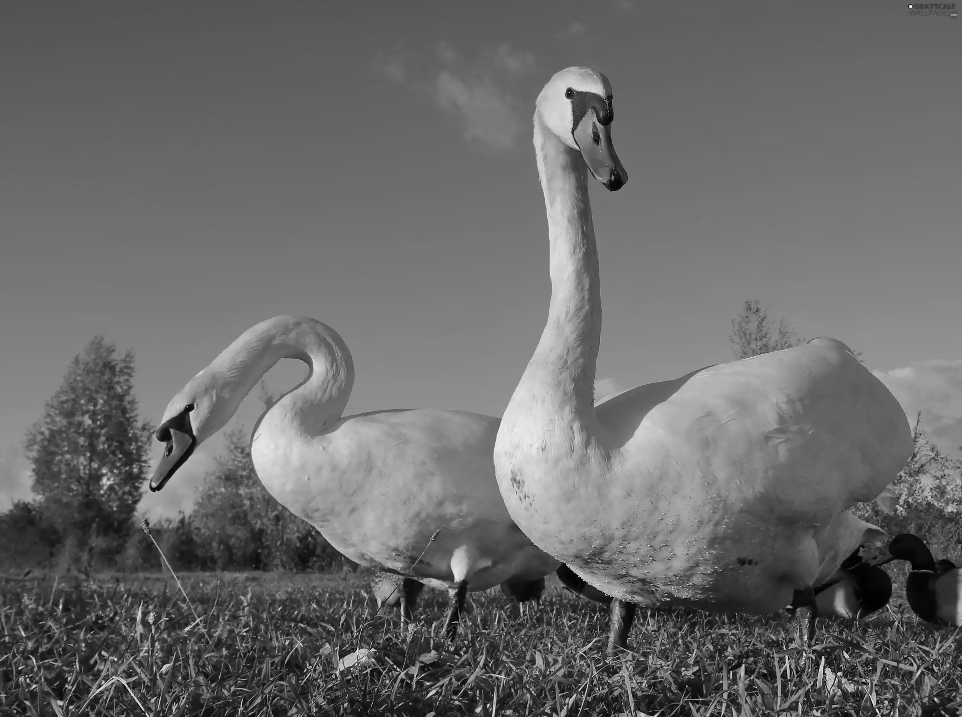 grass, Two cars, Swan