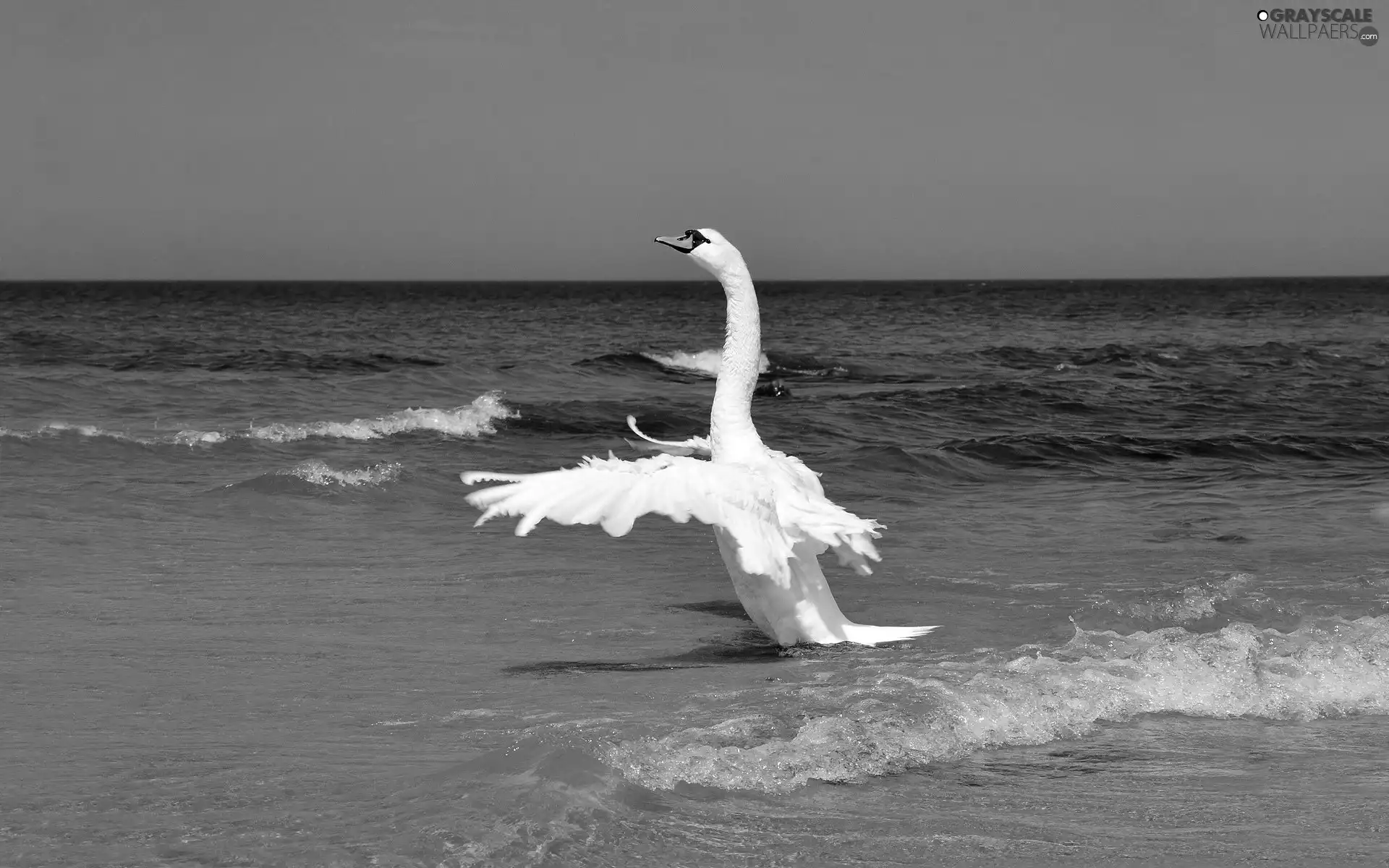 Swans, sea, Beaches