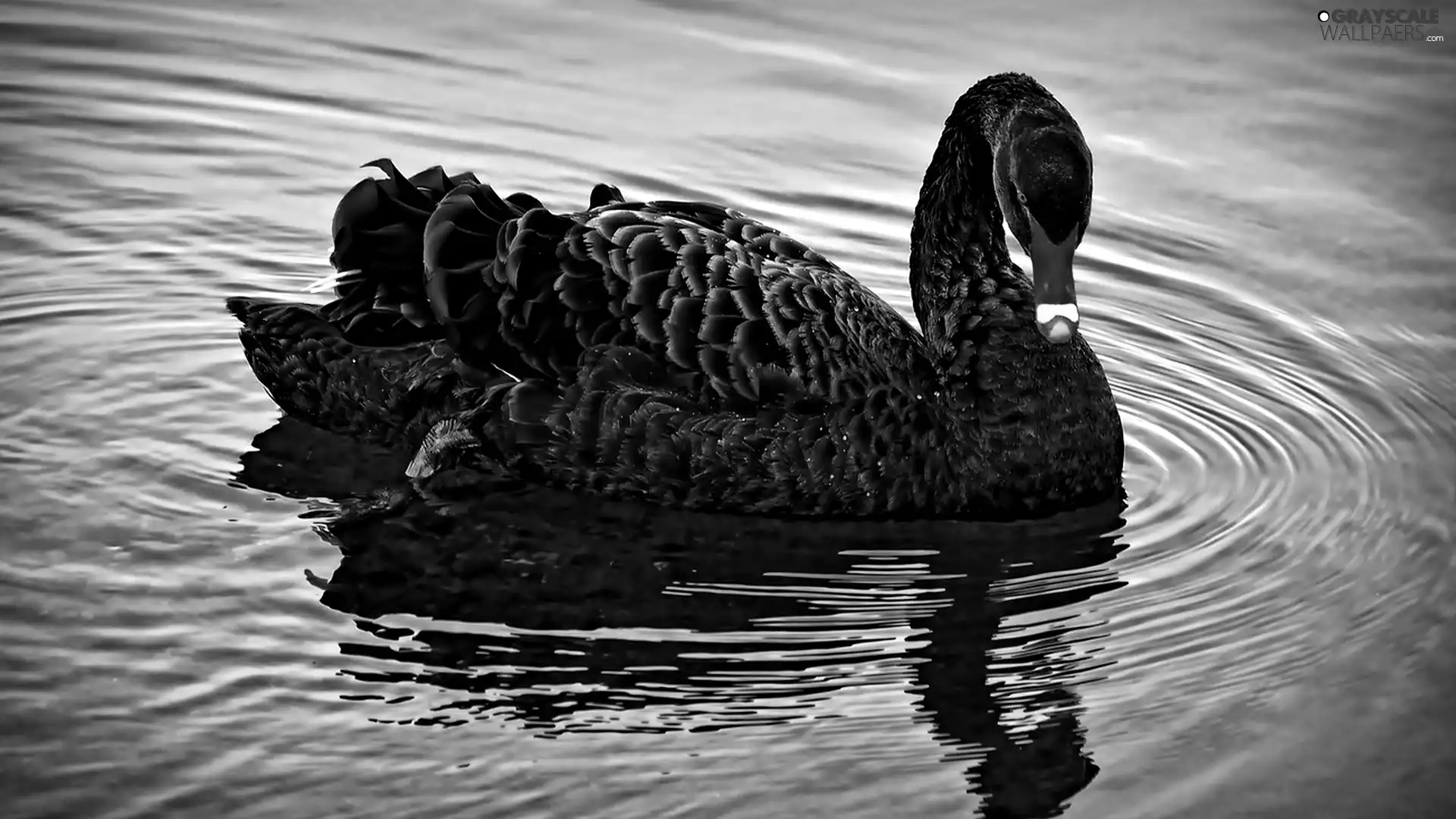 Black, Swans
