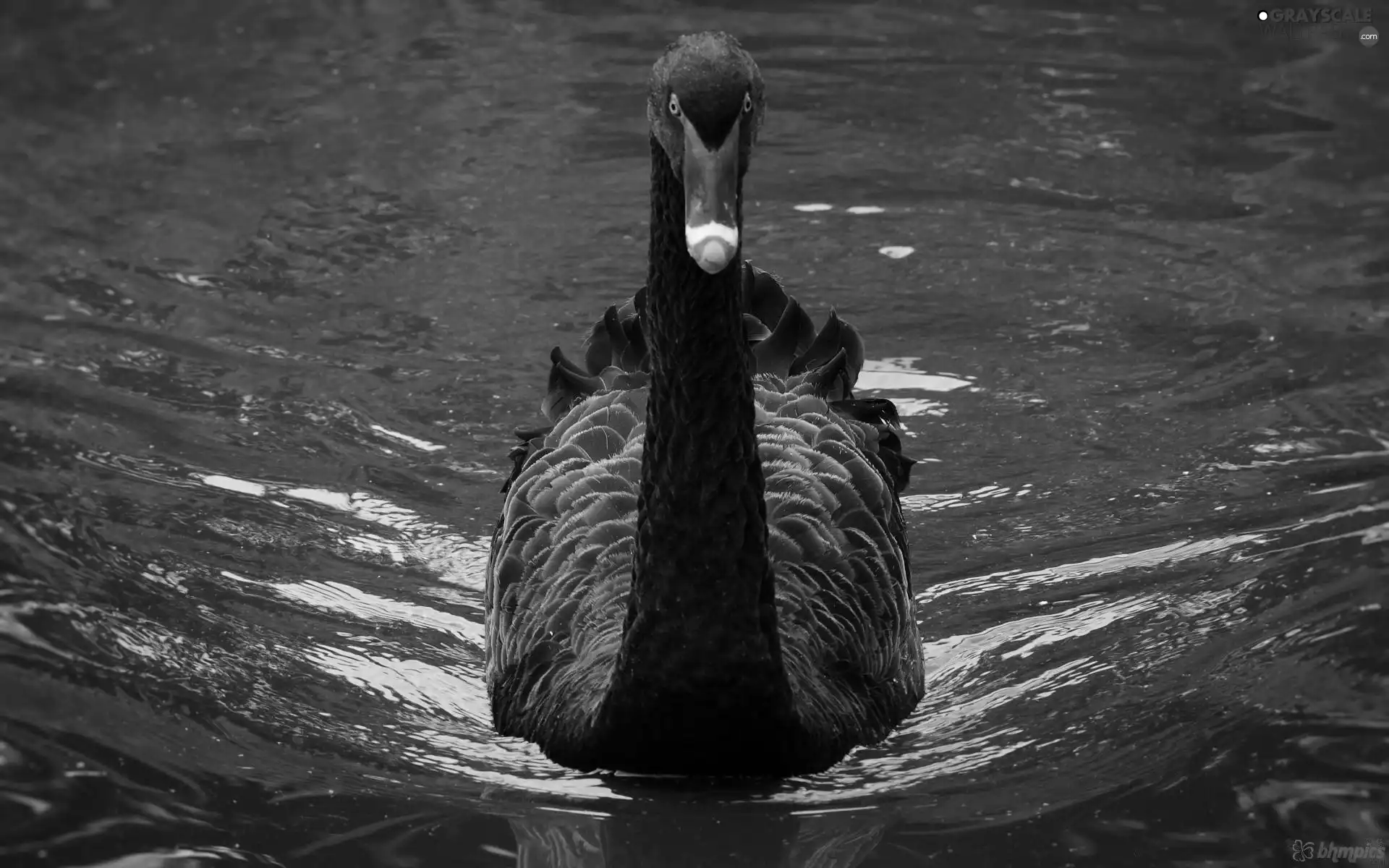 Black, Swans