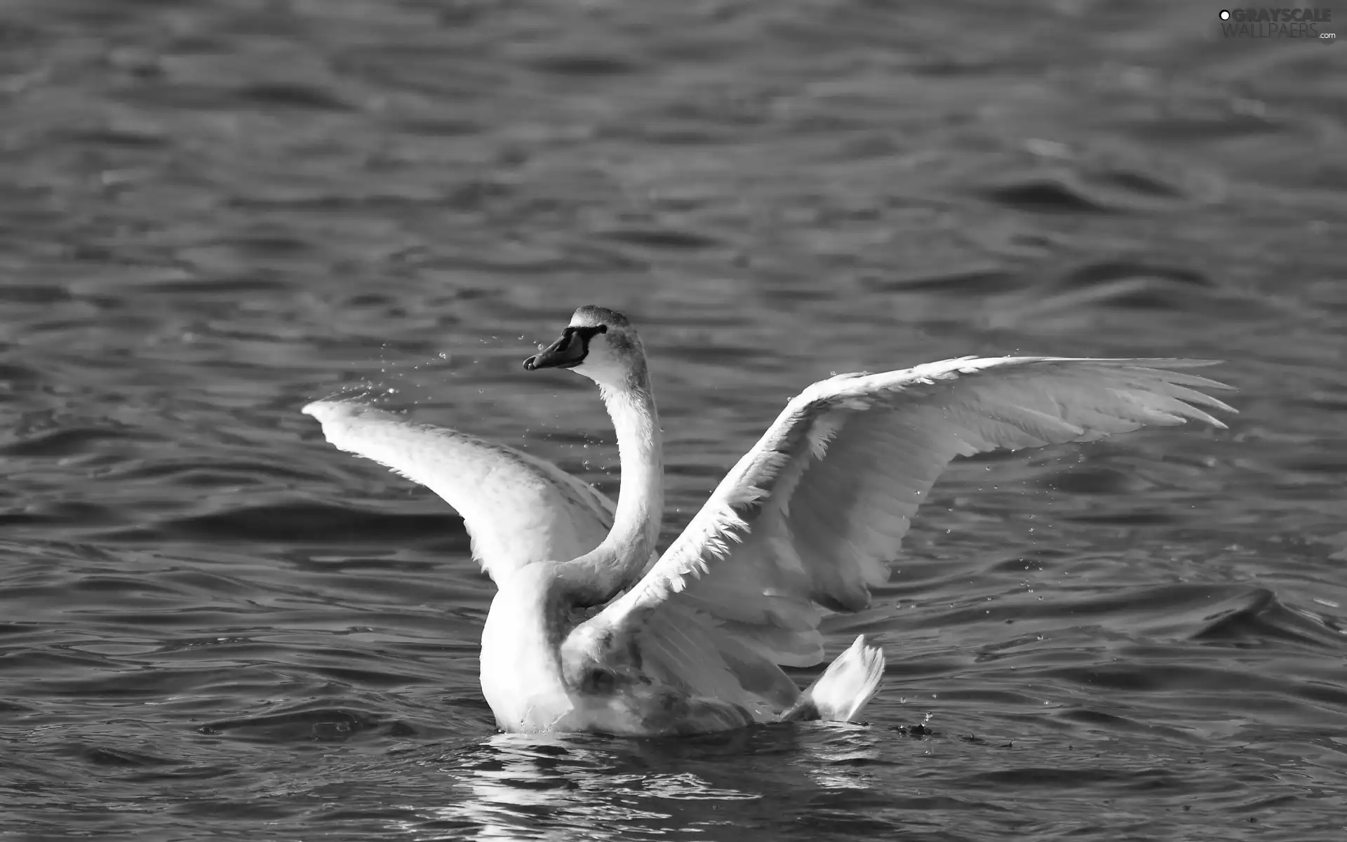 water, Swans