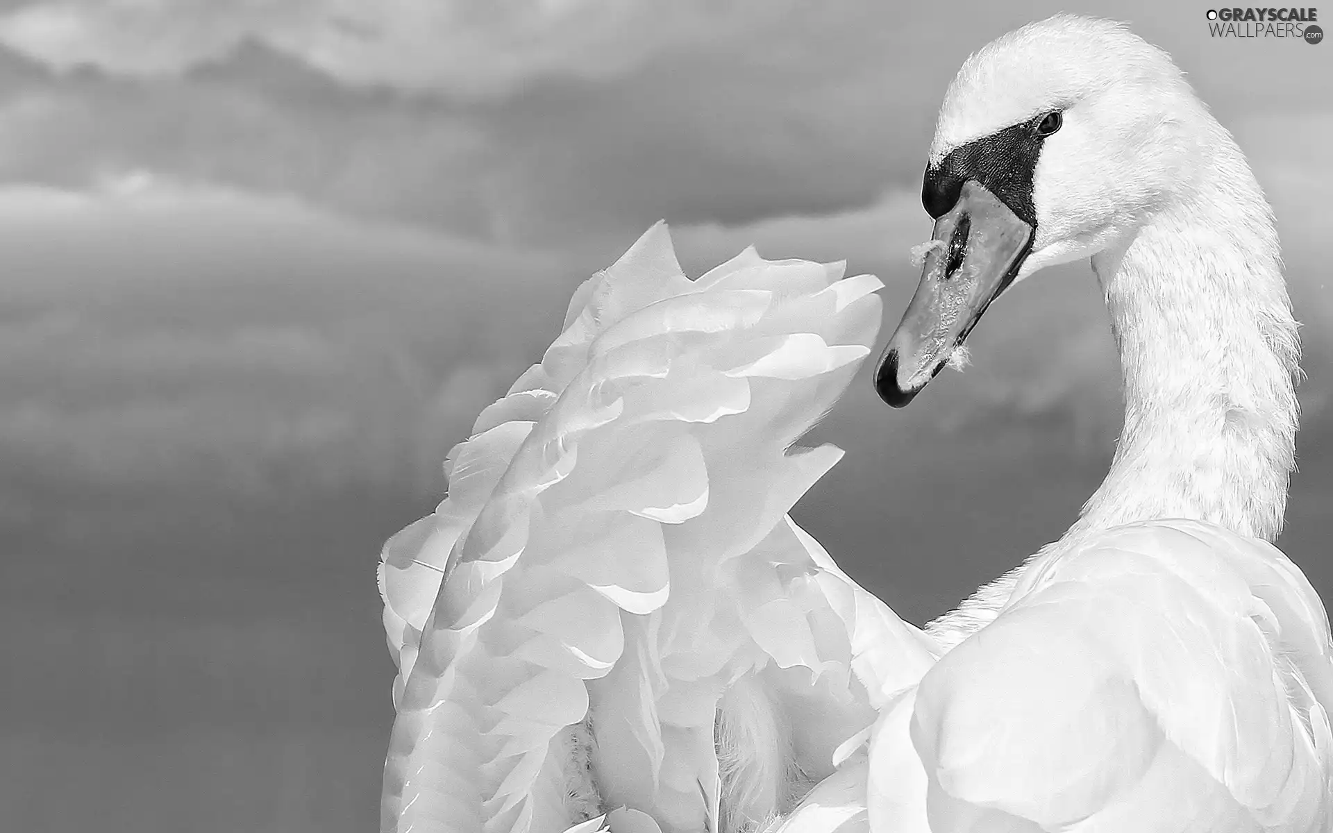 Swans, Beatyfull, White