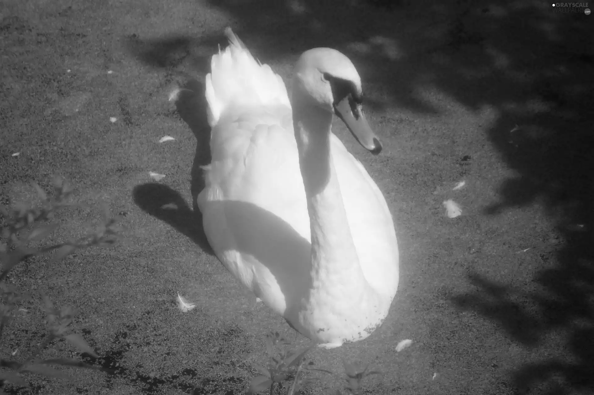 Swans, Beatyfull, White