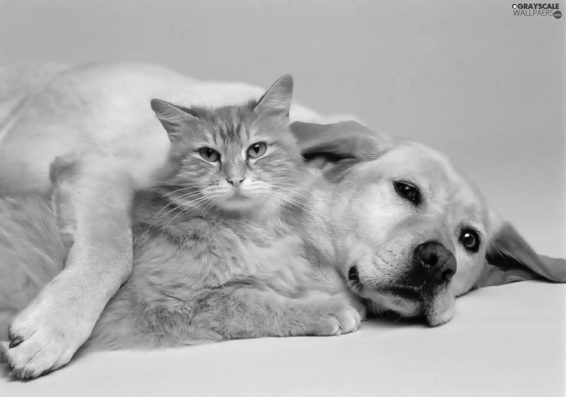 sweet, dog, cat