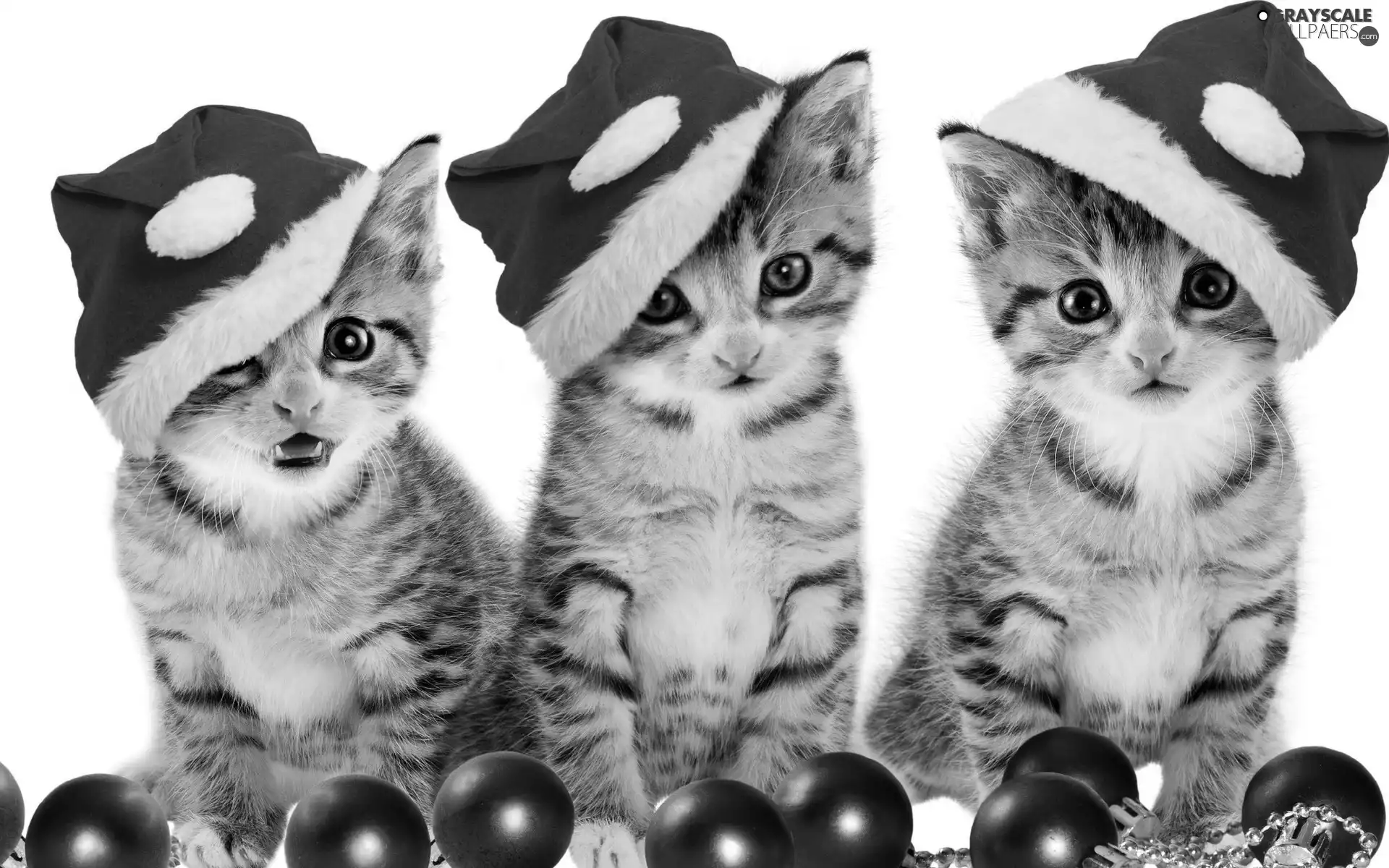cats, sweet