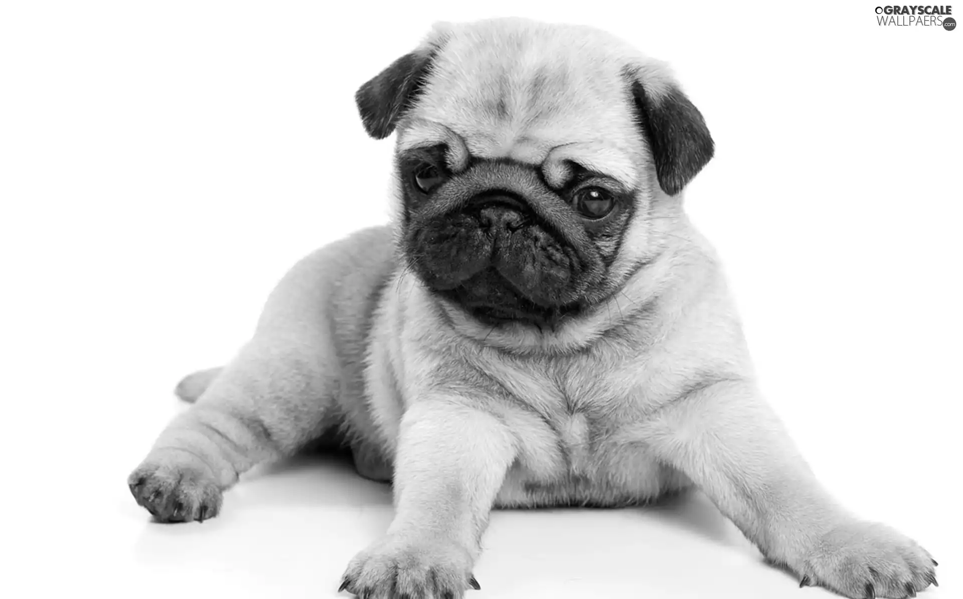 dog, sweet, pug, Puppy